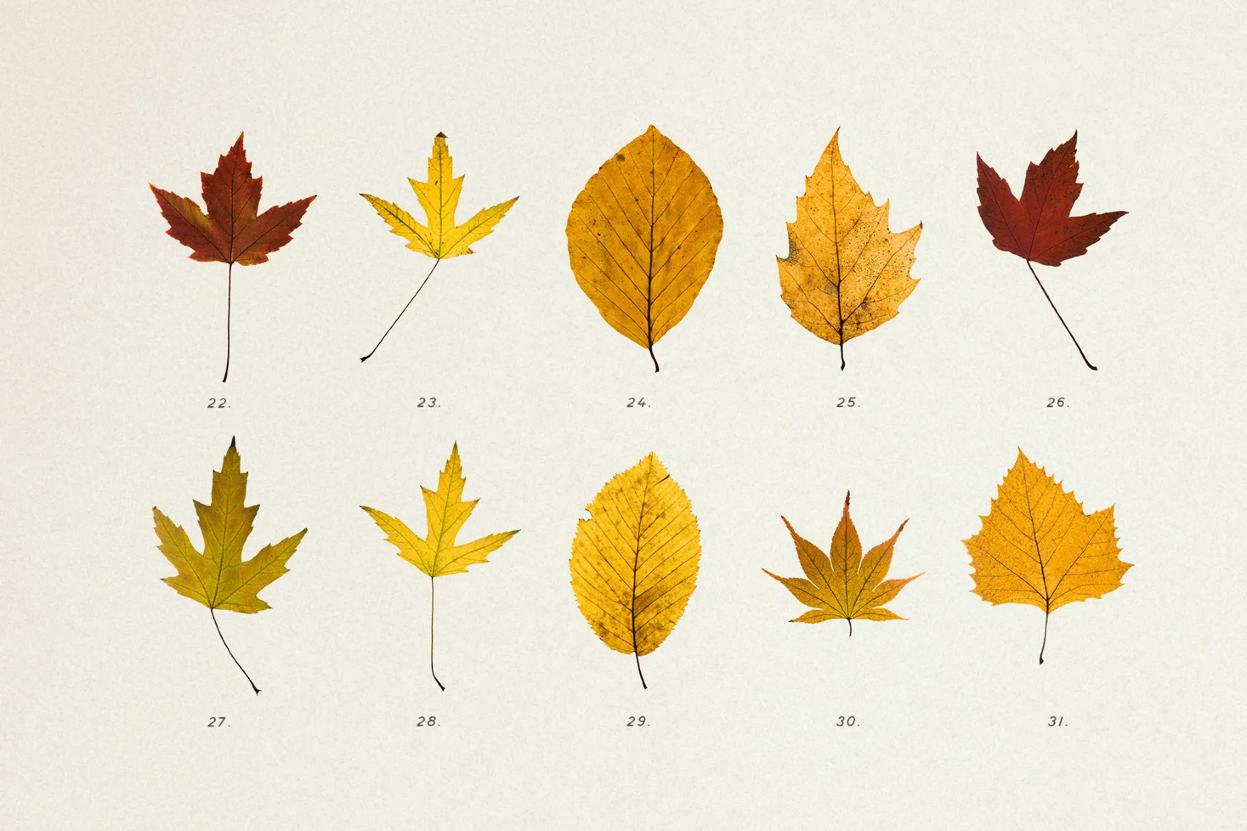Dried Autumn Leaves Clipart