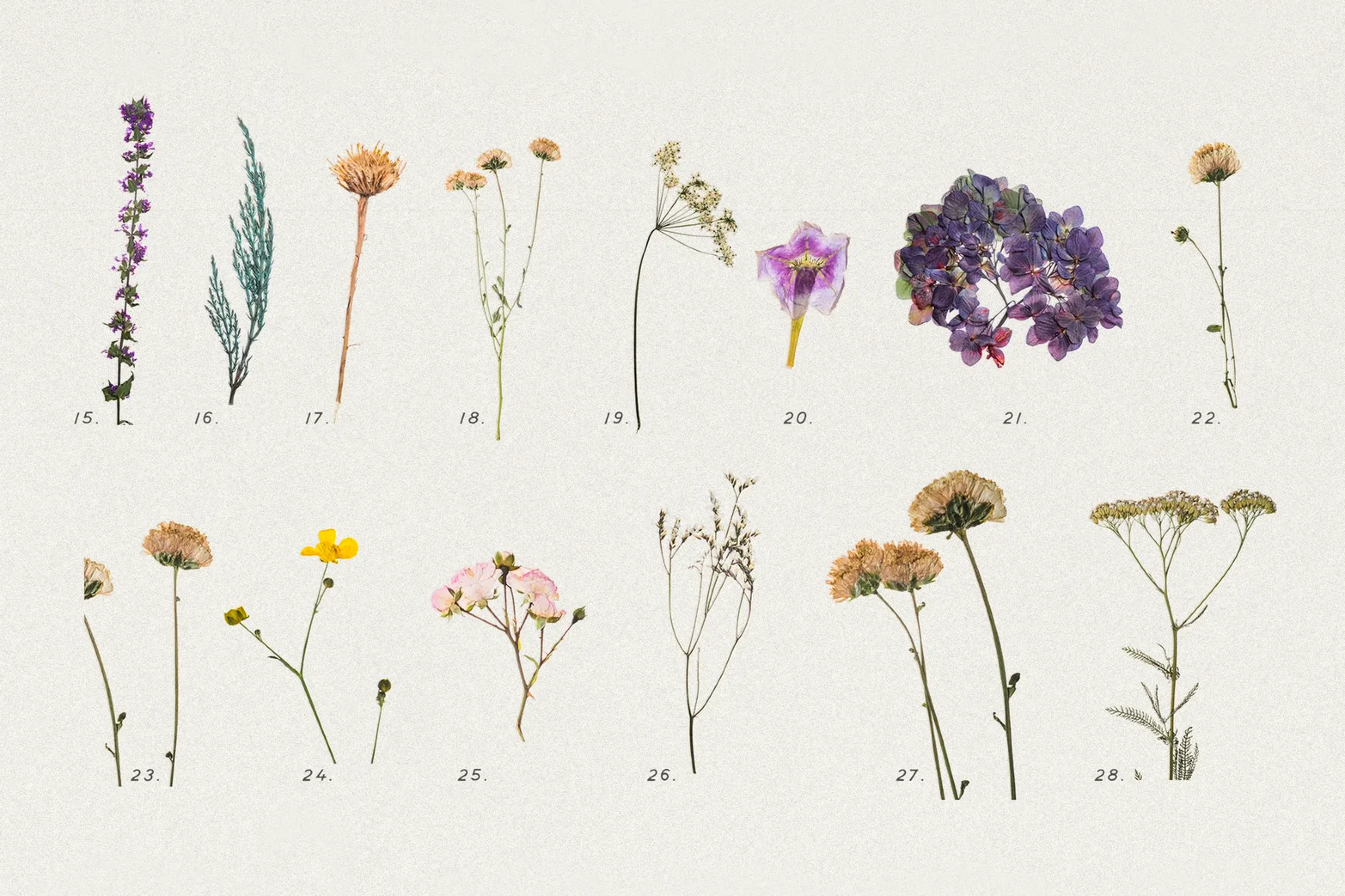 Pressed Dry Flowers & Herbs