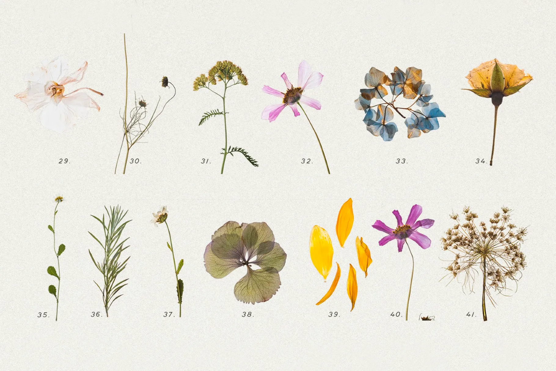 Pressed Dry Flowers & Herbs