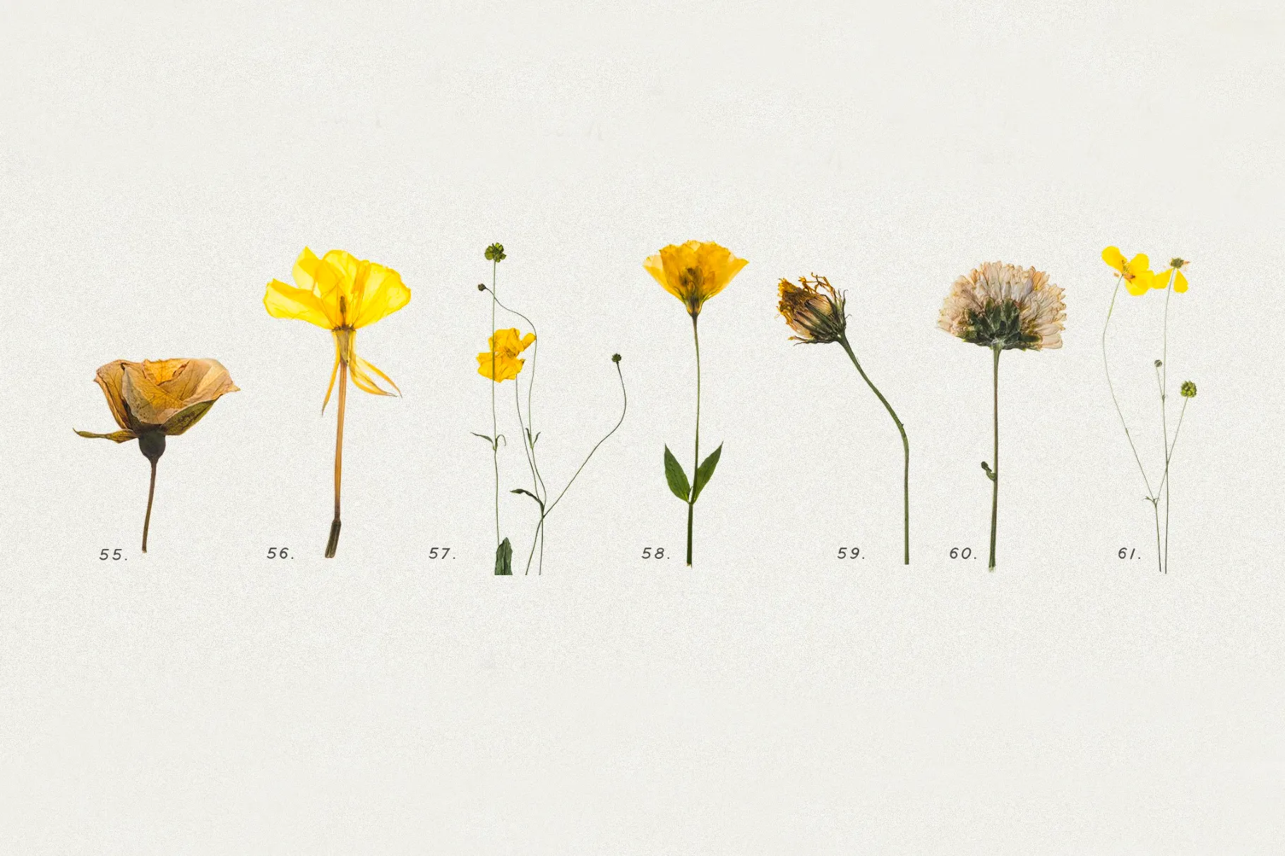 Pressed Dry Flowers & Herbs