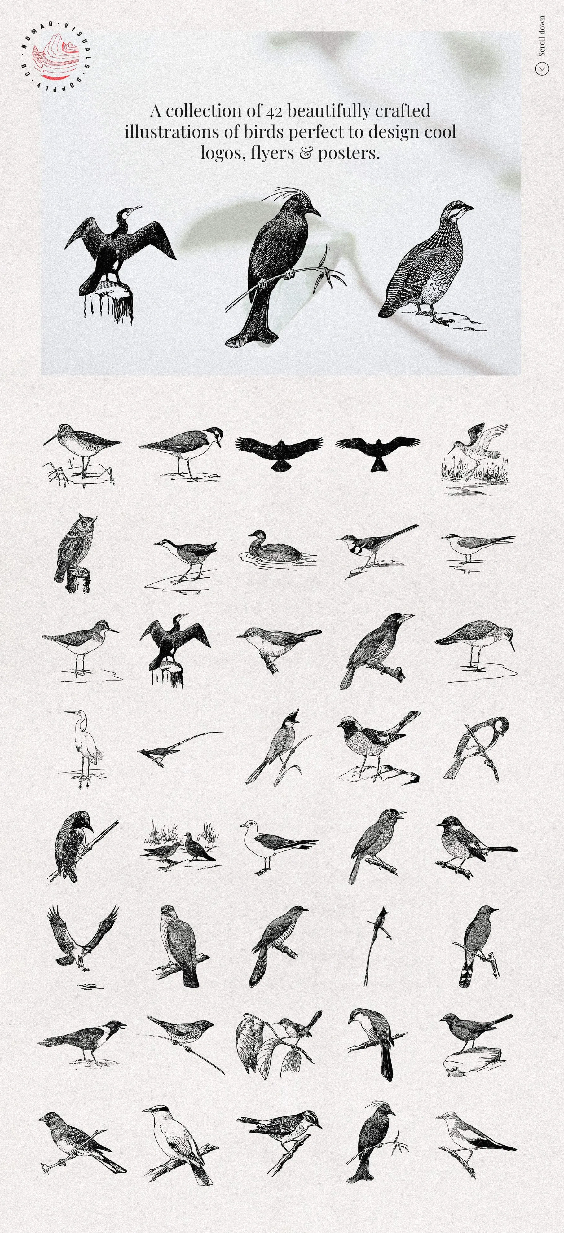 Birds Illustrations