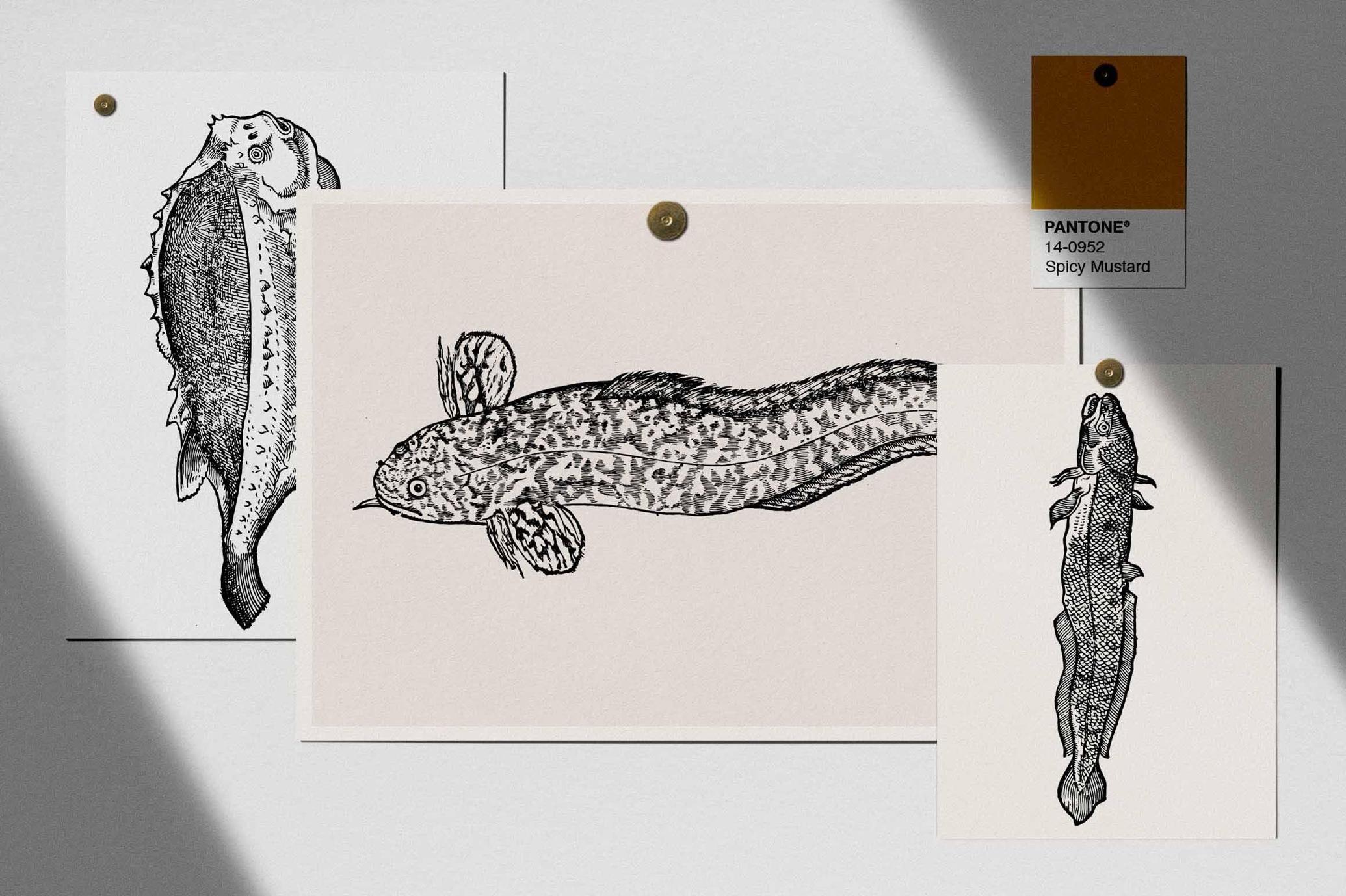 Fish Illustrations
