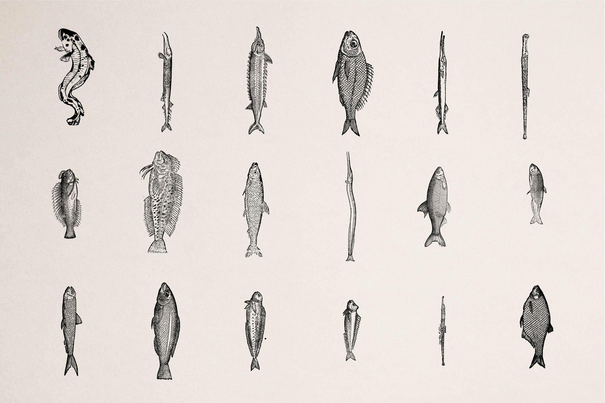 A Renaissance Field Guide to Fish