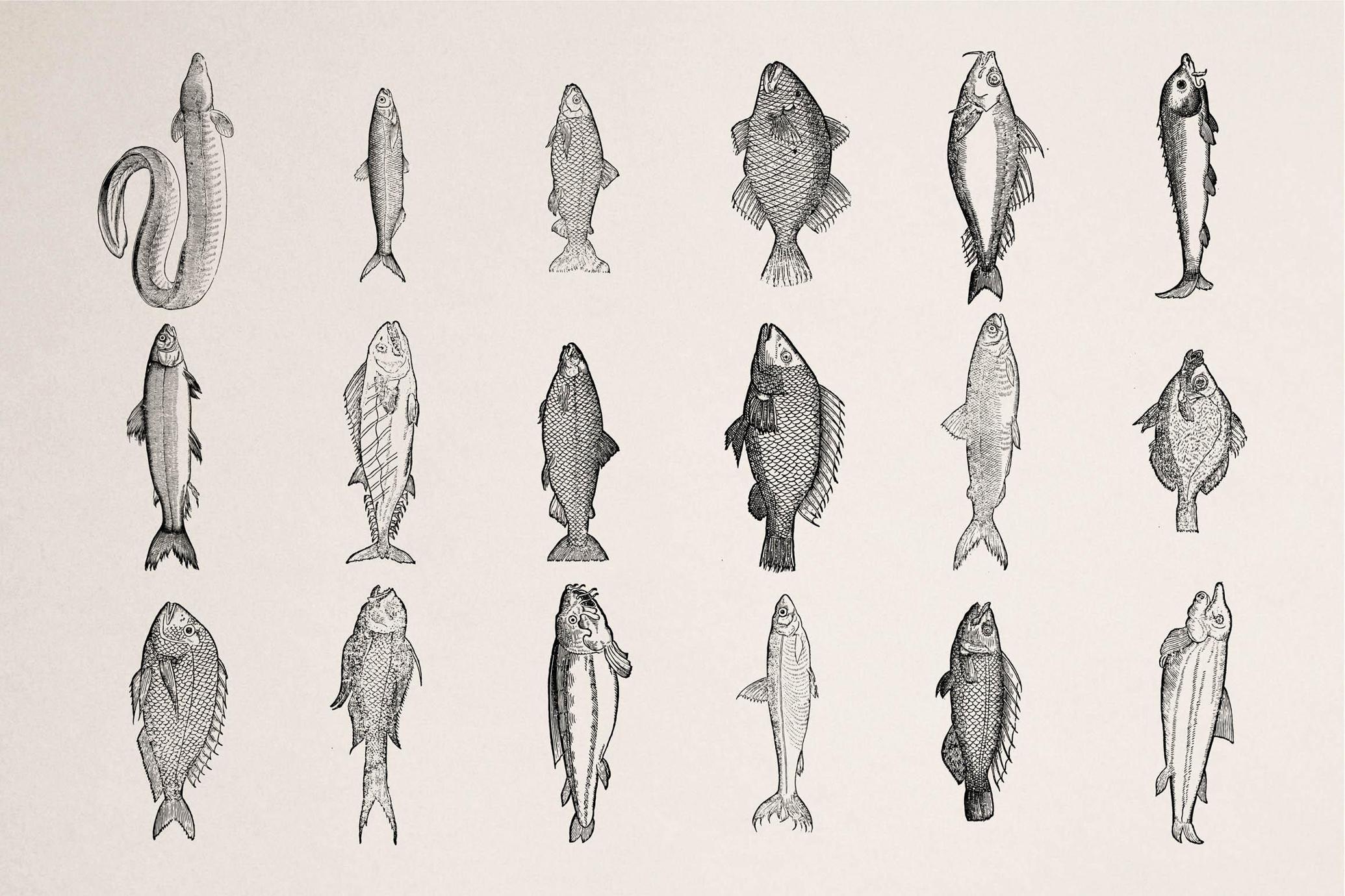 A Renaissance Field Guide to Fish