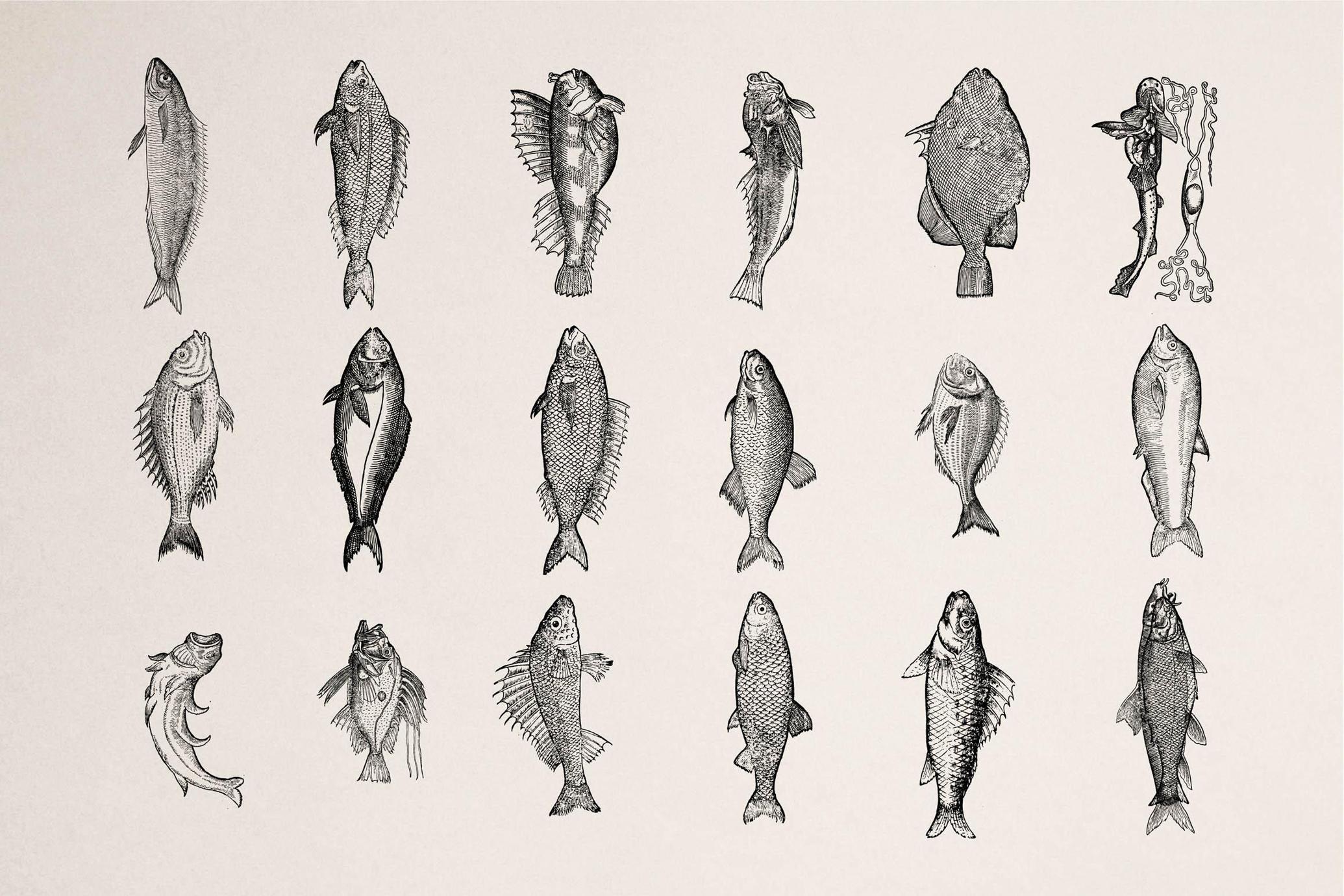 A Renaissance Field Guide to Fish