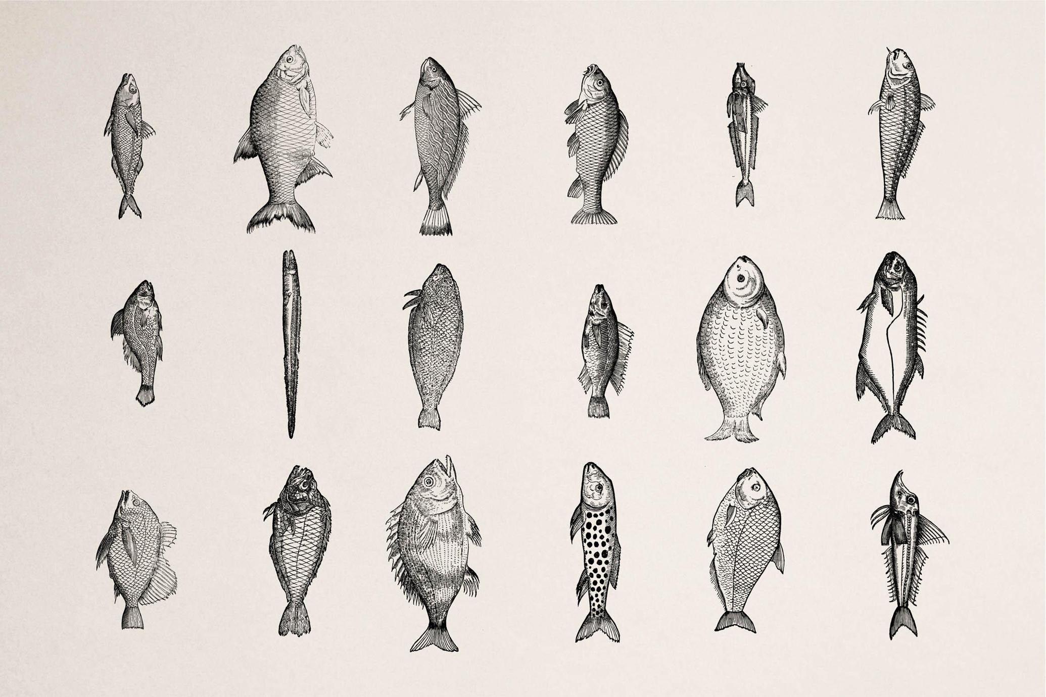 A Renaissance Field Guide to Fish