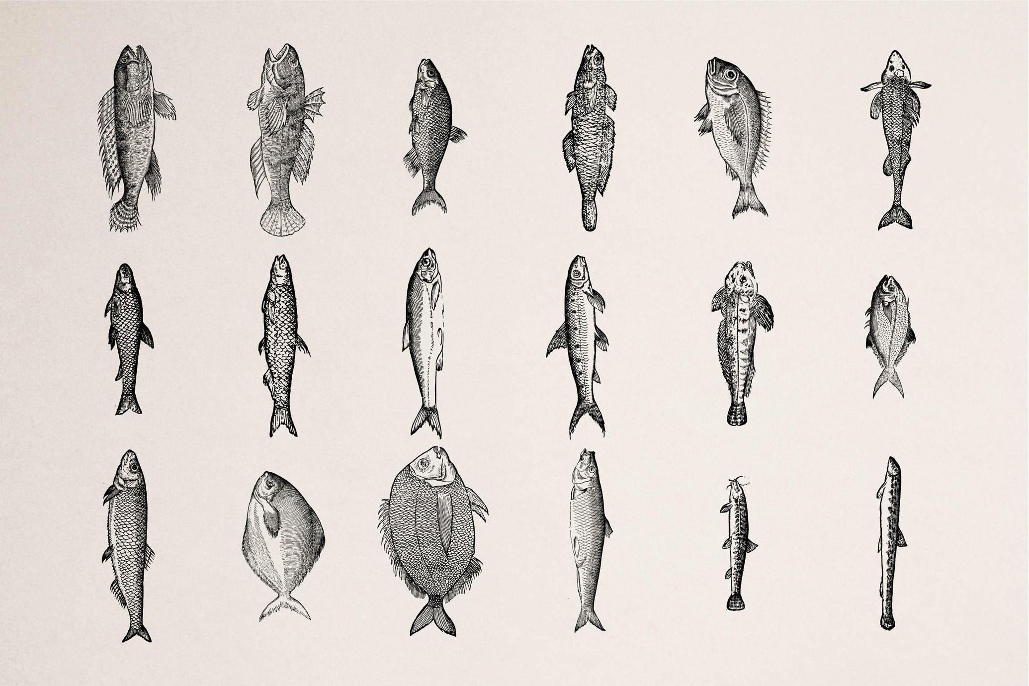 A Renaissance Field Guide to Fish