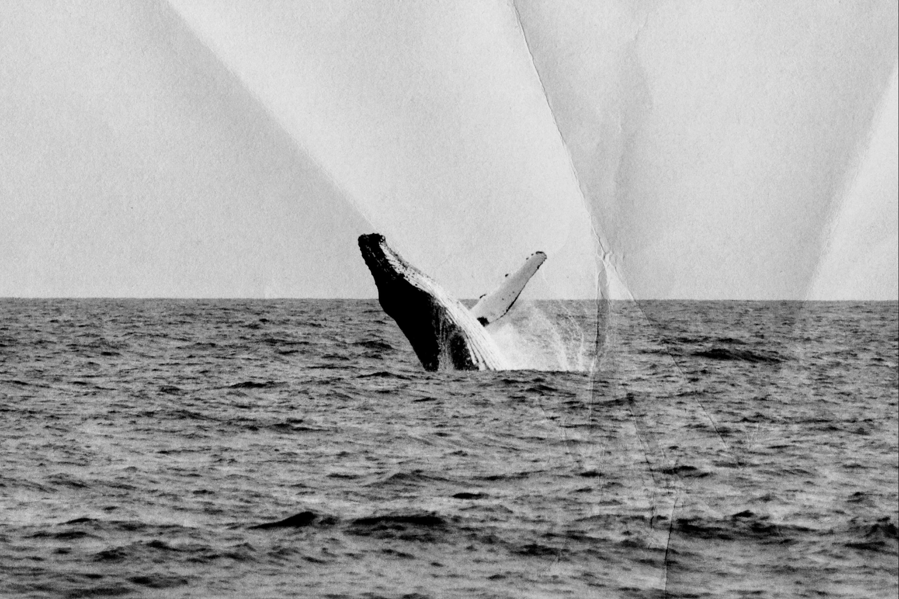 Wrinkled & Folded Papers Collection