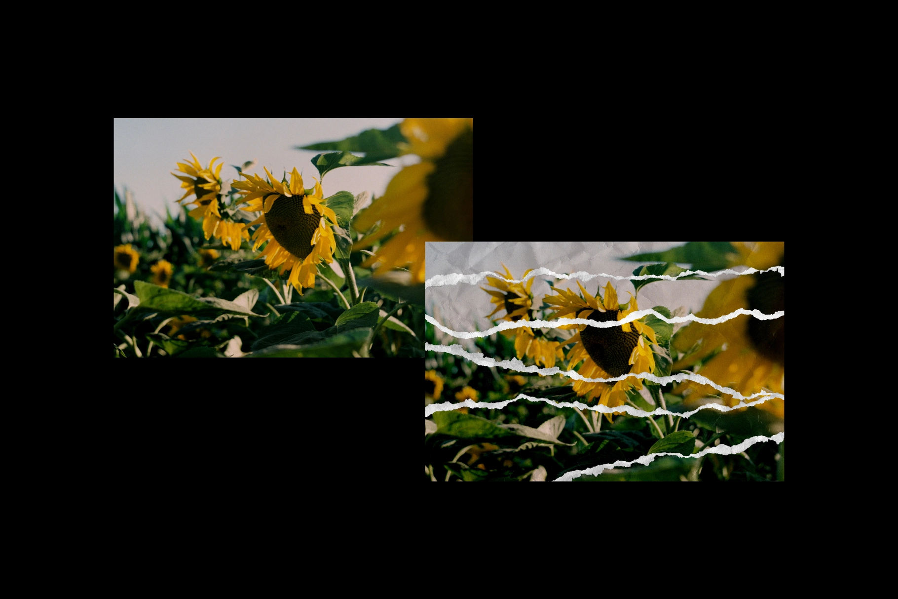 Ripped Collage Paper Photo Effect