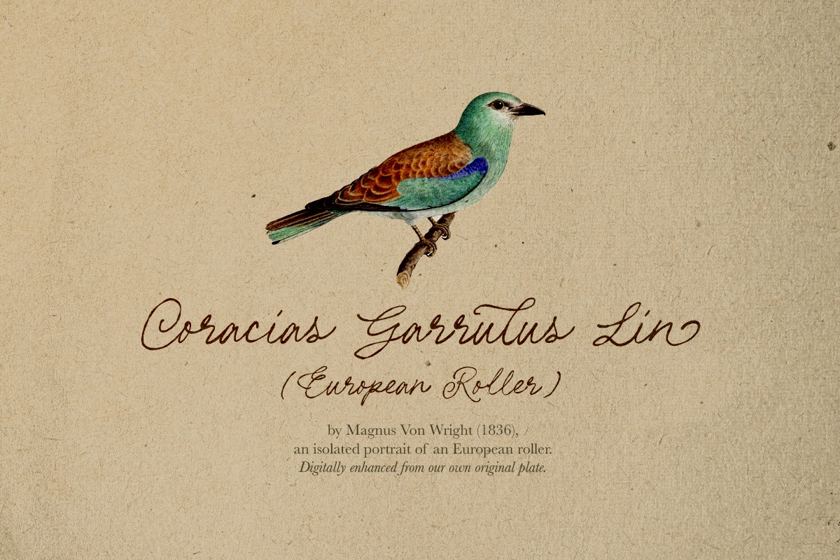 Les Palmiers - Handwritten Script