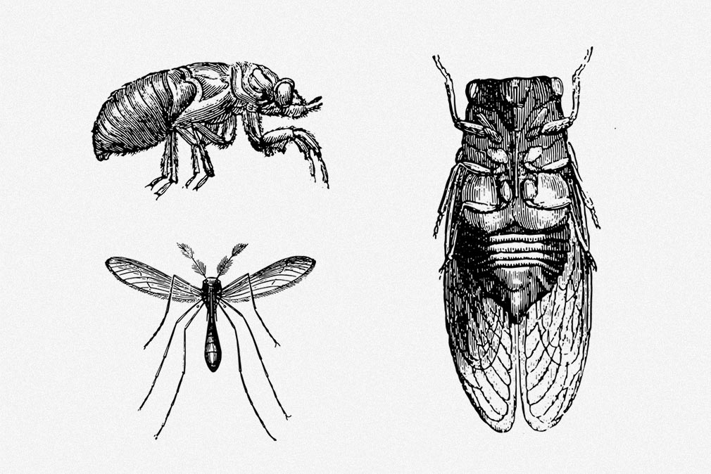 Insects illustrations set — download graphics kit