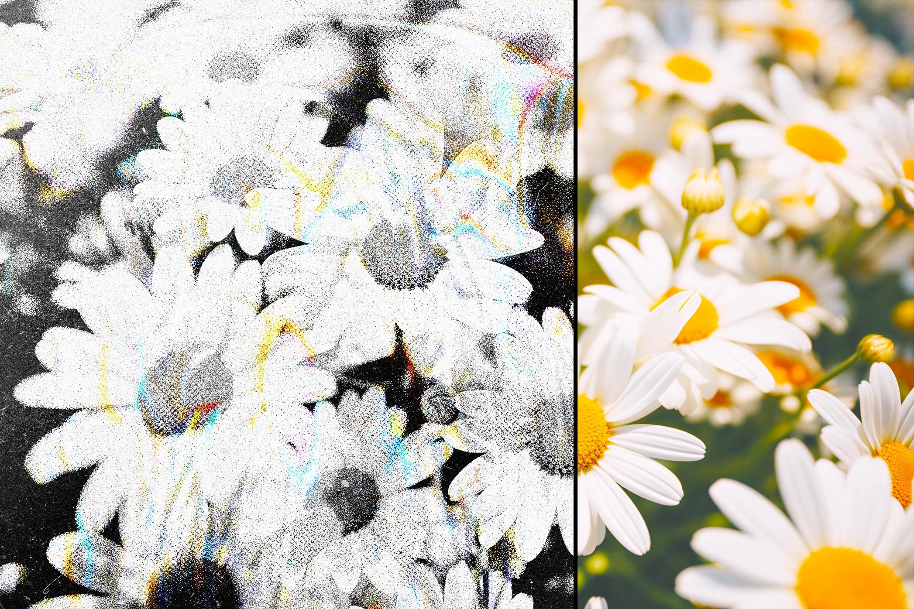 Noir Light Leak Photo Effect