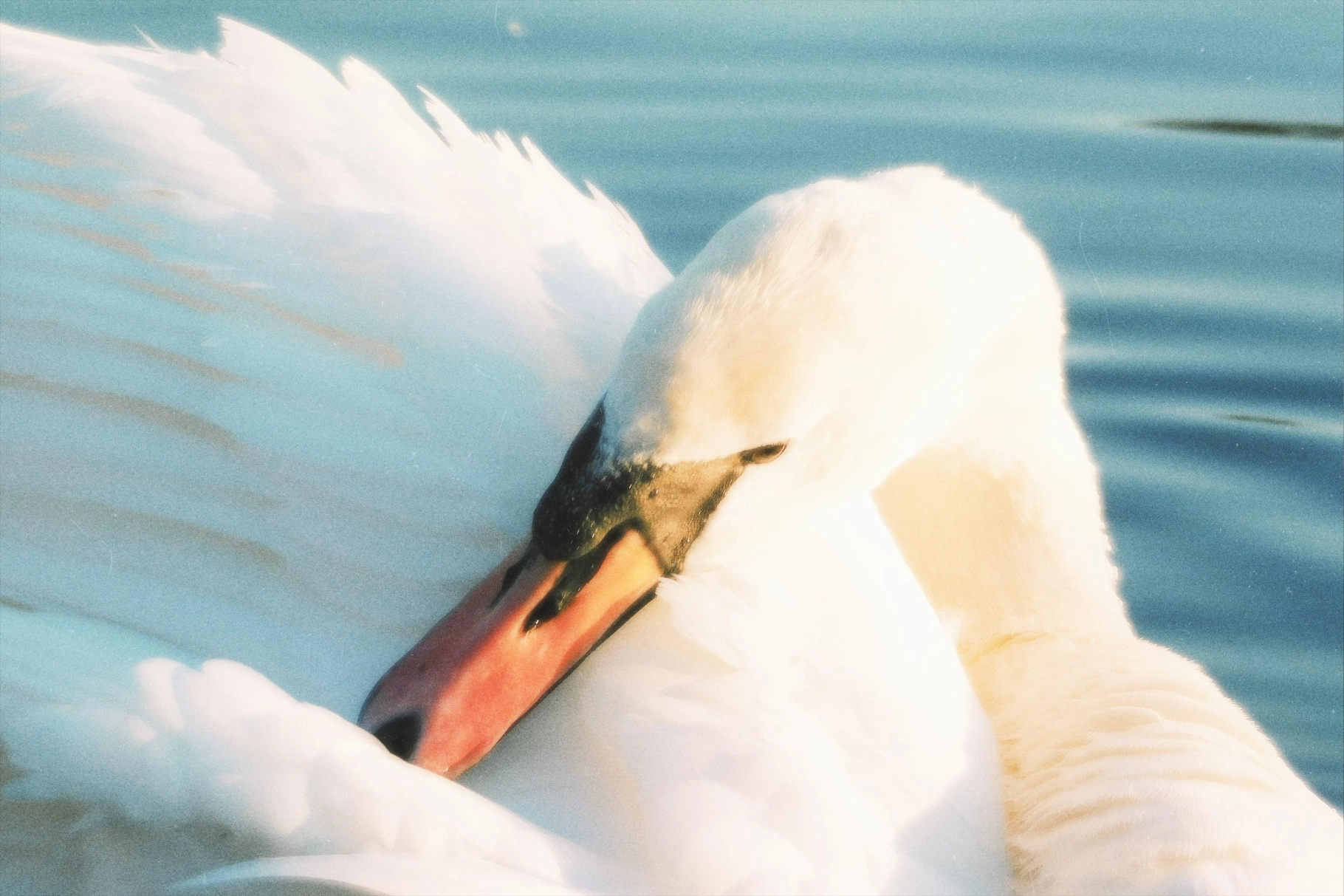 Soft Glow Photo Effect