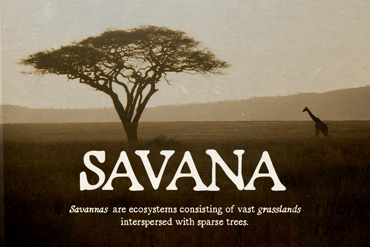 Organic Grain - Handwritten Serif Font