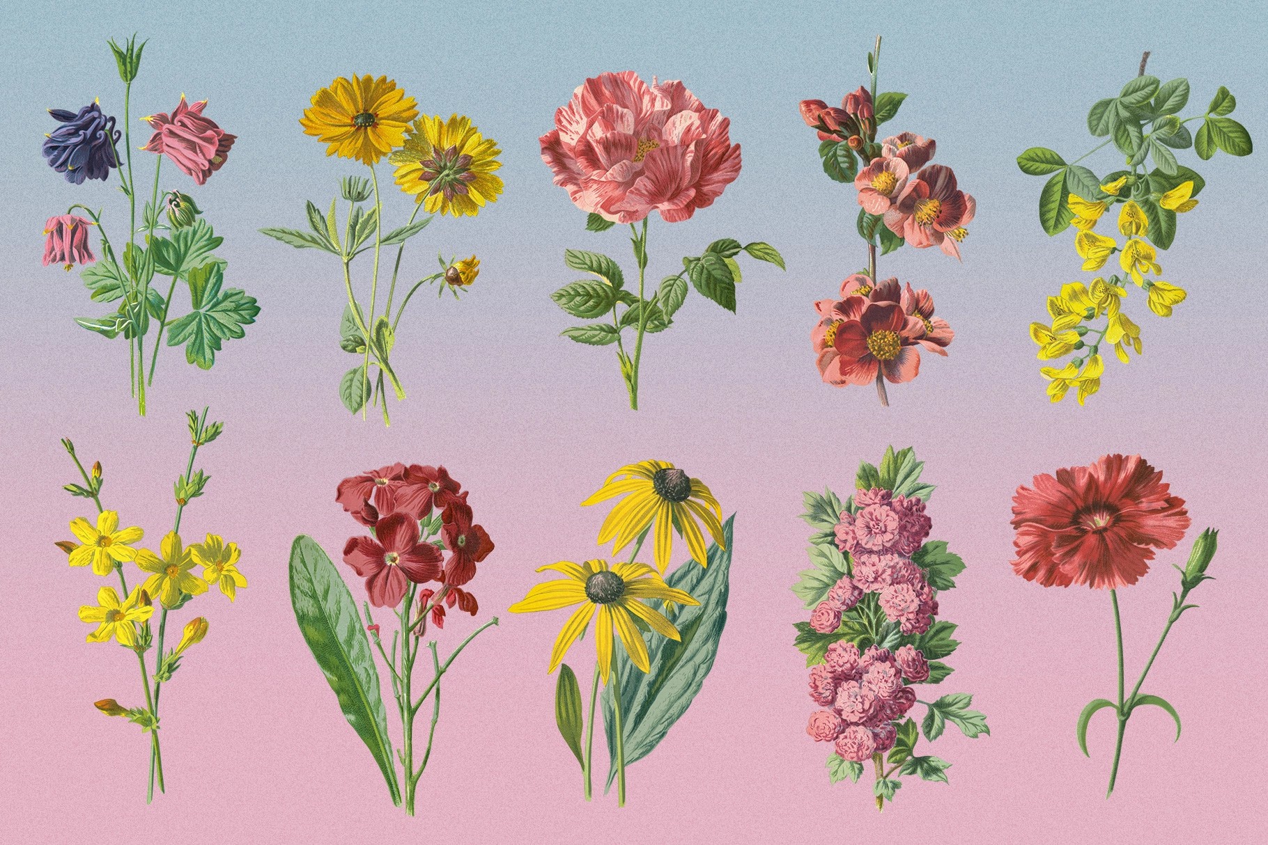 Atlas of Flowers — Botanical Art Set