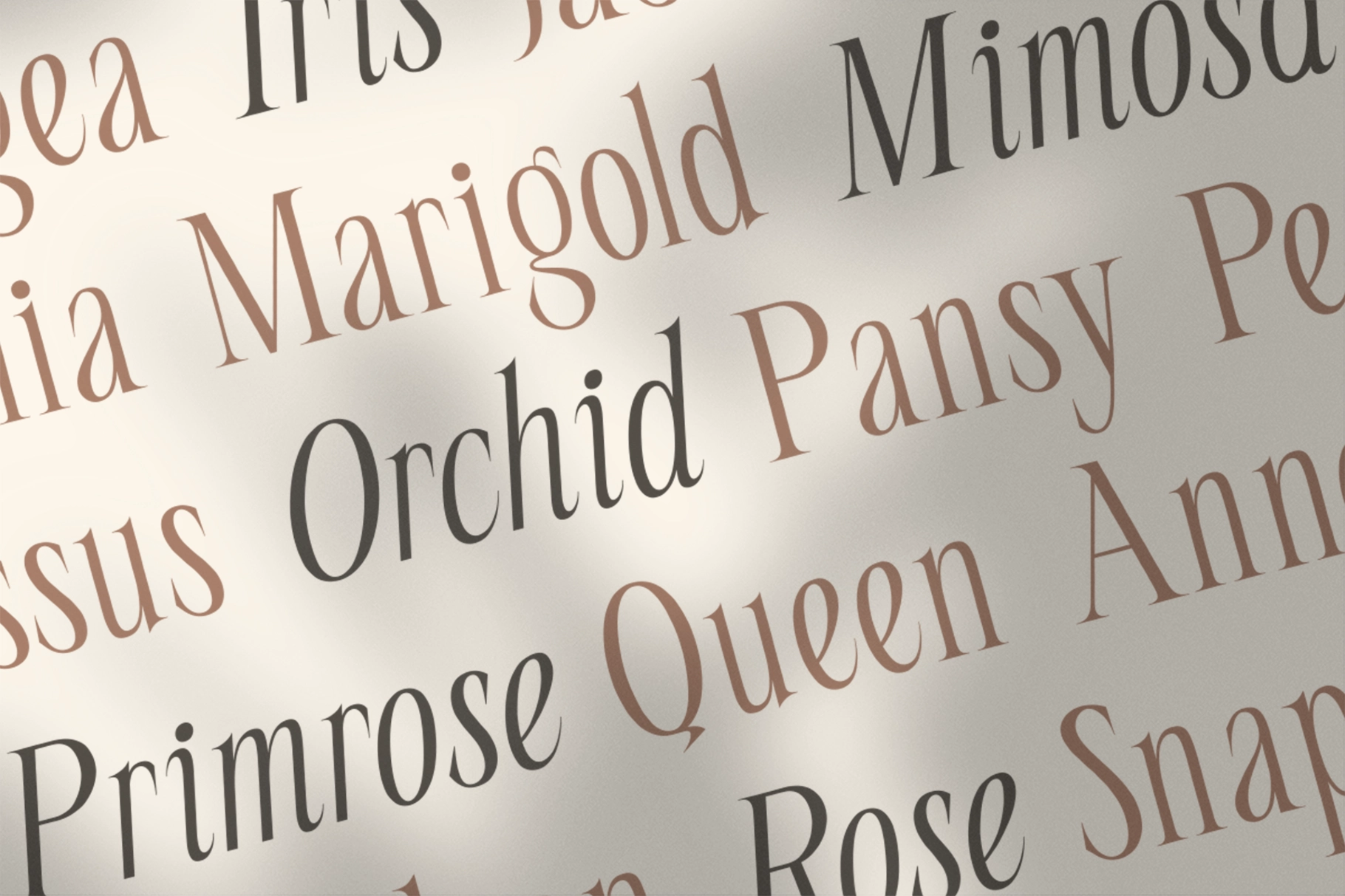 Seraline Orchid – Modern Elegant Serif Font