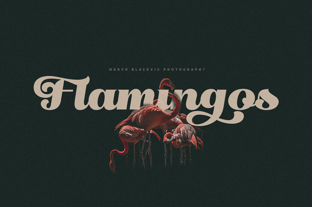 Little Bird: Vintage Script Font