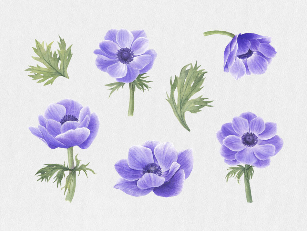 Anemone & Dahlia Flowers Clipart