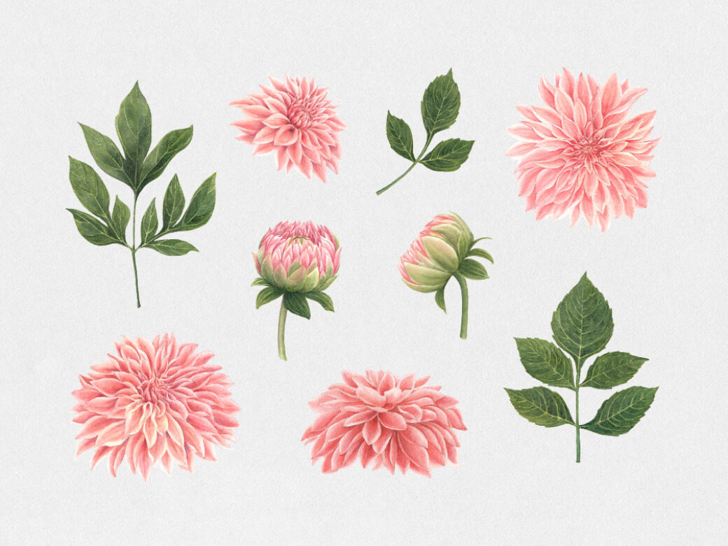 Anemone & Dahlia Flowers Clipart