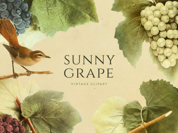 Sunny Grape Vintage Clipart