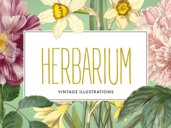 Vintage Herbarium Illustrations