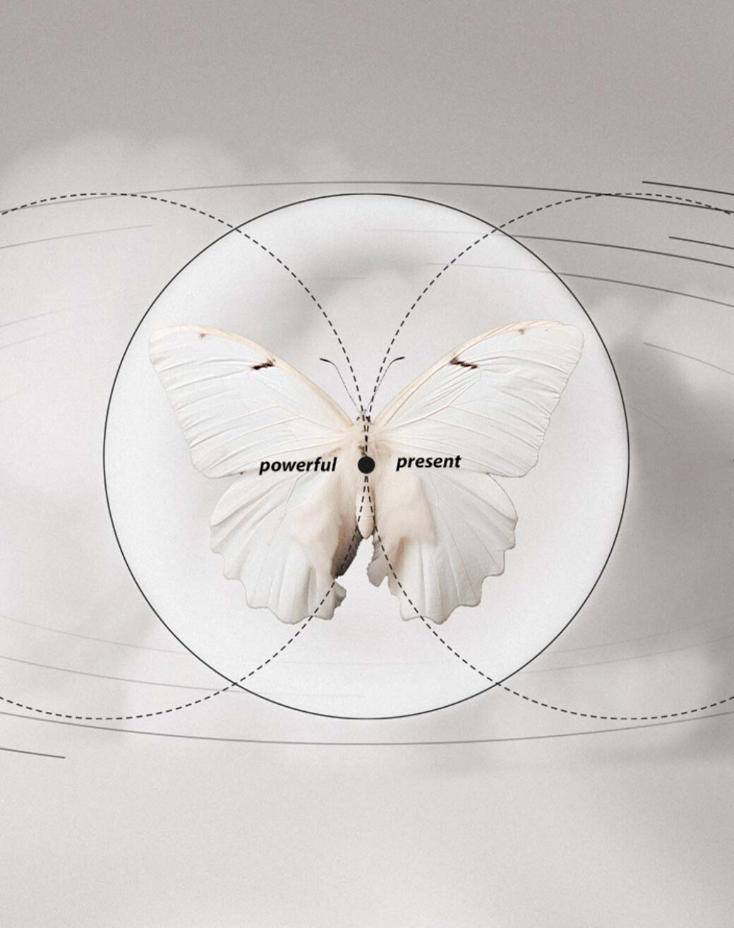 Harmony — Textures And Infographic Set