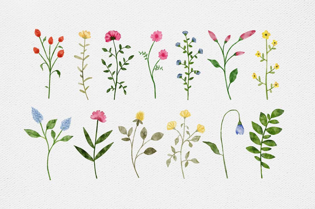 Wildflowers Watercolor Collection