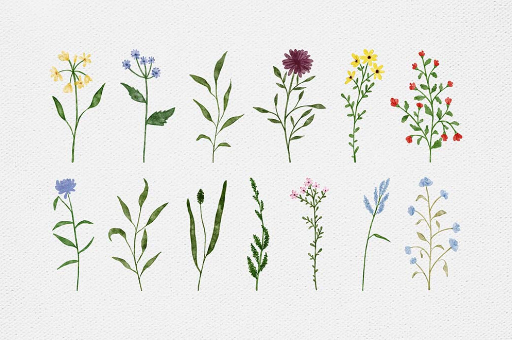Wildflowers Watercolor Collection