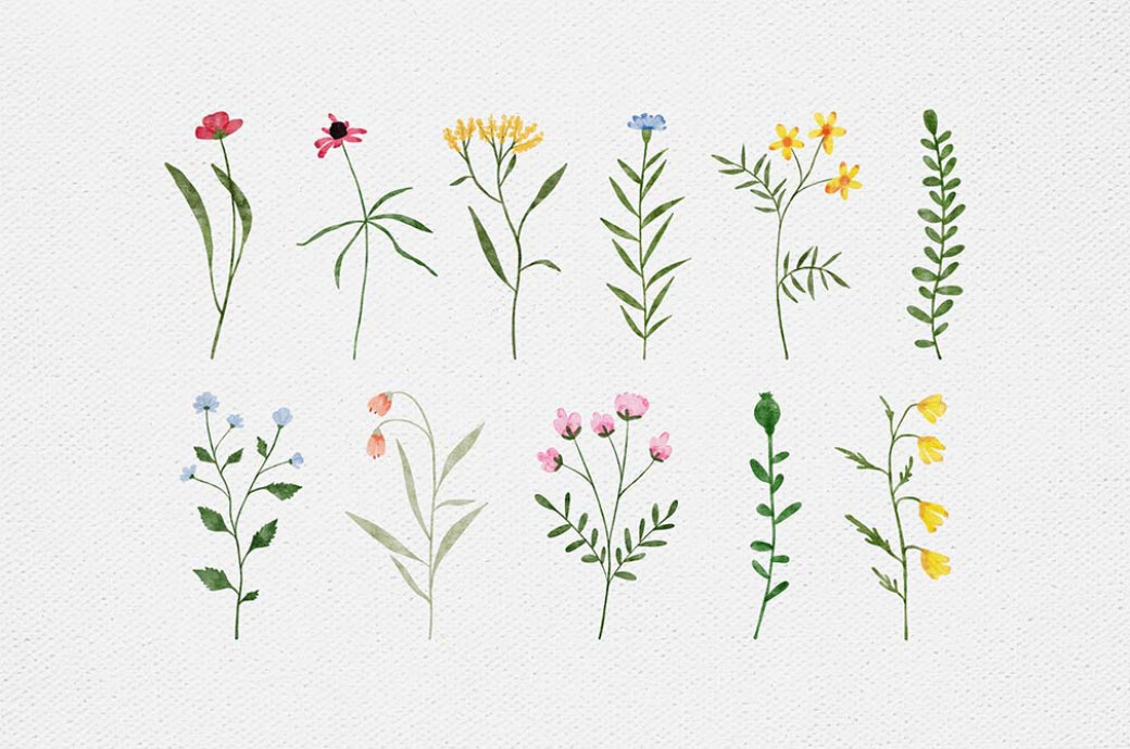 Wildflowers Watercolor Collection