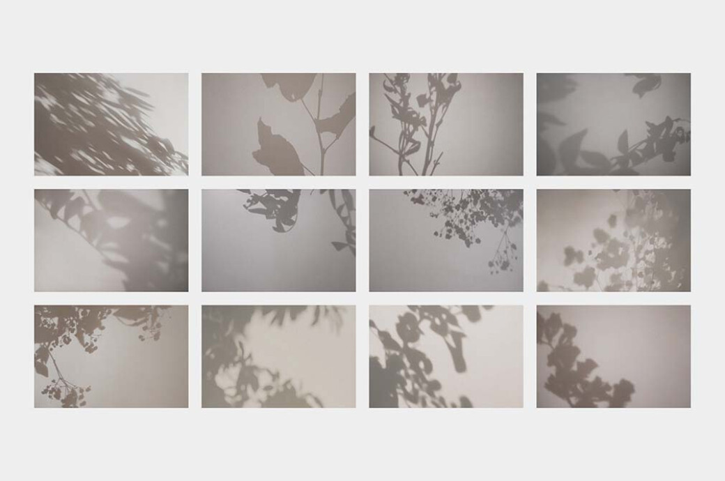 Botanical Shadow Photo Overlays