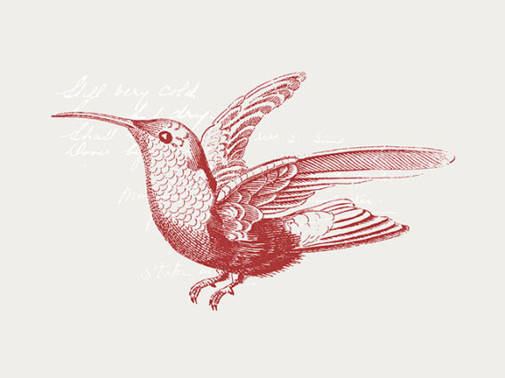 36 Engraved Bird Illustrations