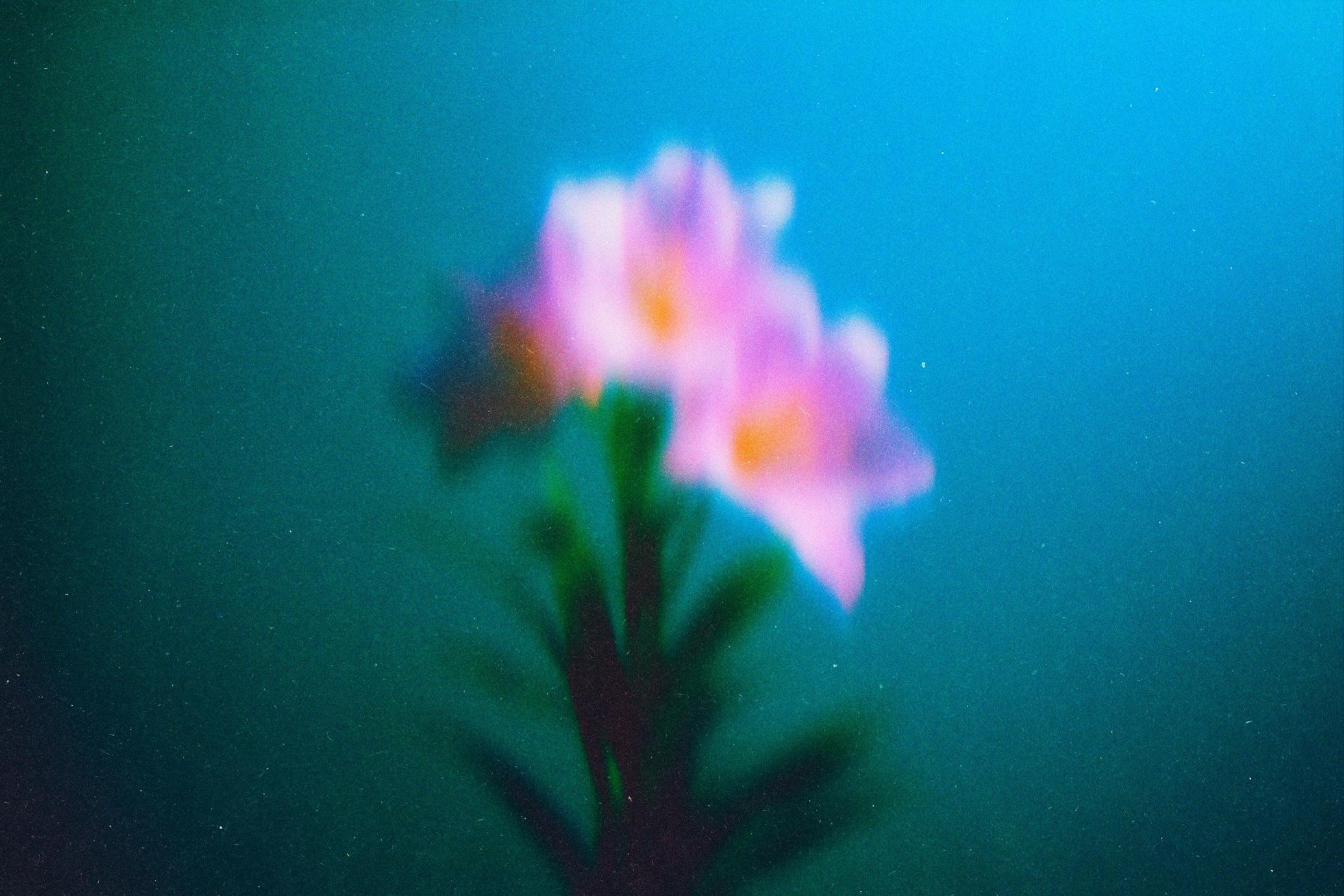 Abstract Blurred Flowers Backgrounds Pack