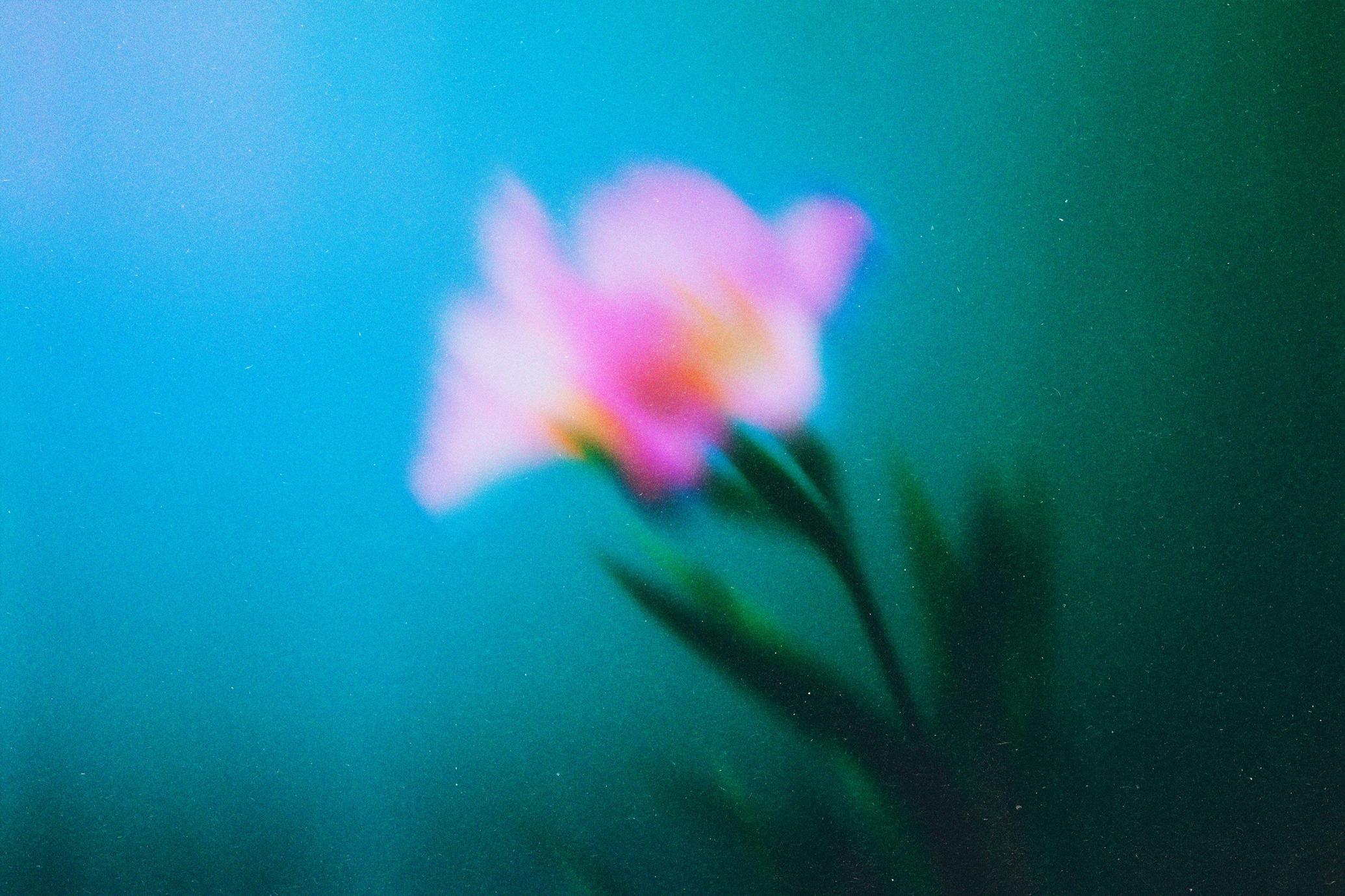 Abstract Blurred Flowers Backgrounds Pack