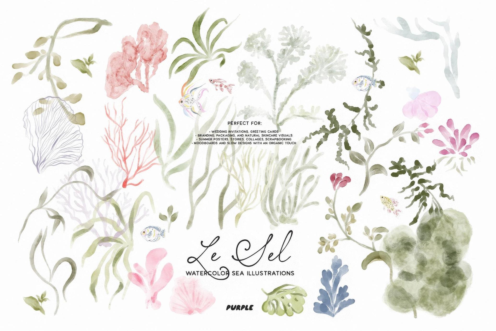 Le Sel: Watercolor Sea Illustrations