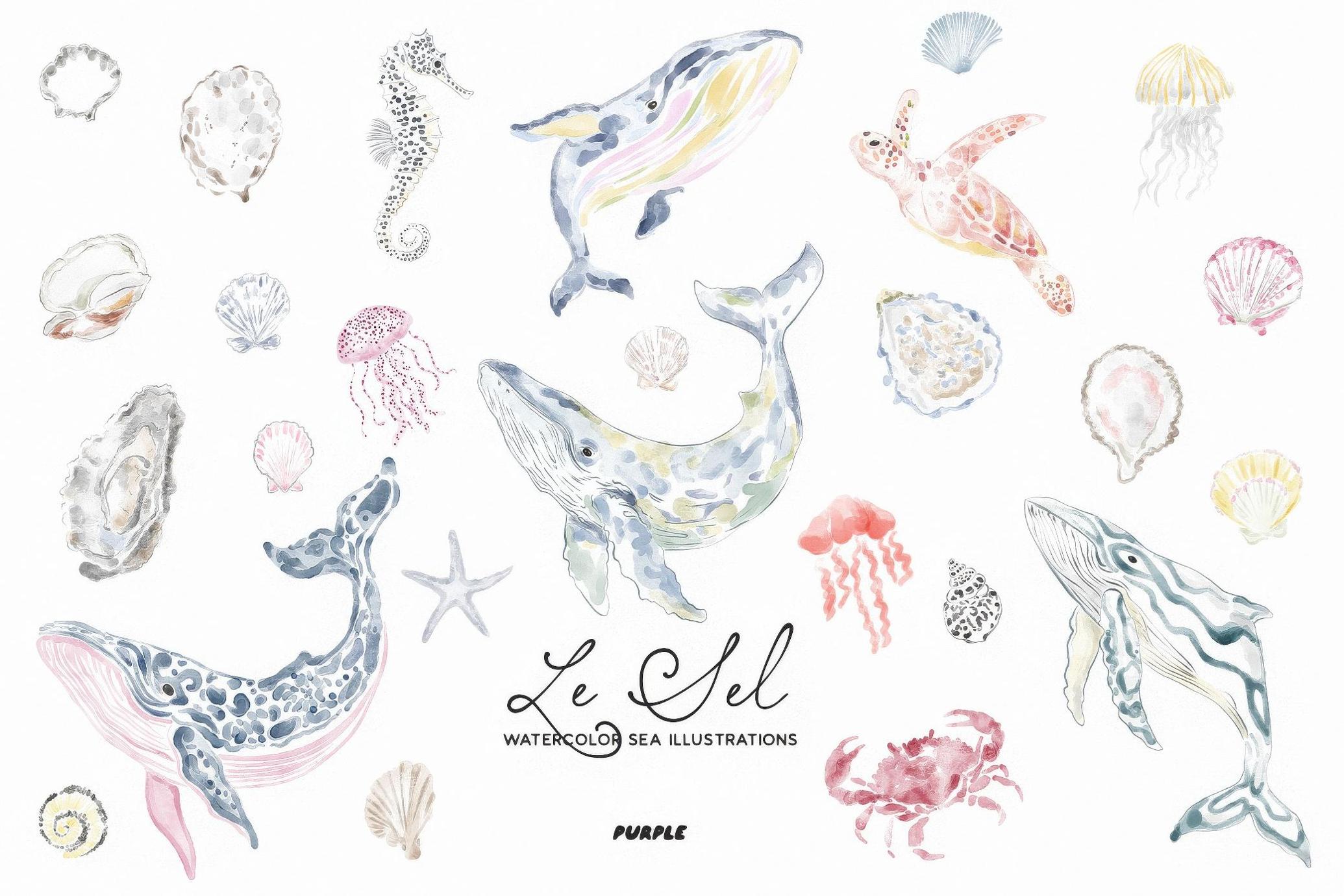 Le Sel: Watercolor Sea Illustrations