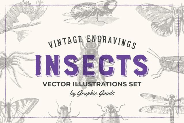 Insects – Vintage Engraving Illustrations