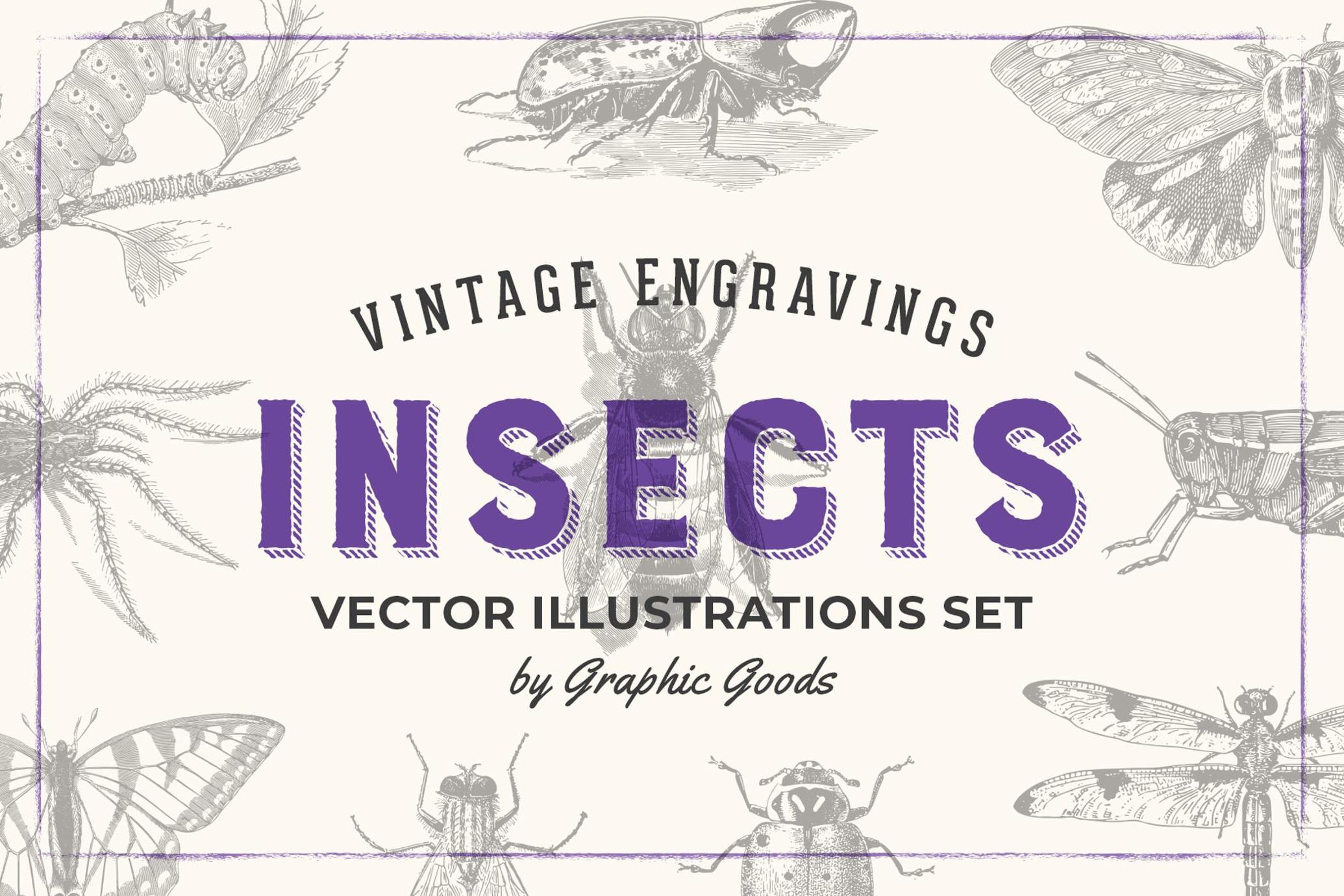 Insects – Vintage Engraving Illustrations