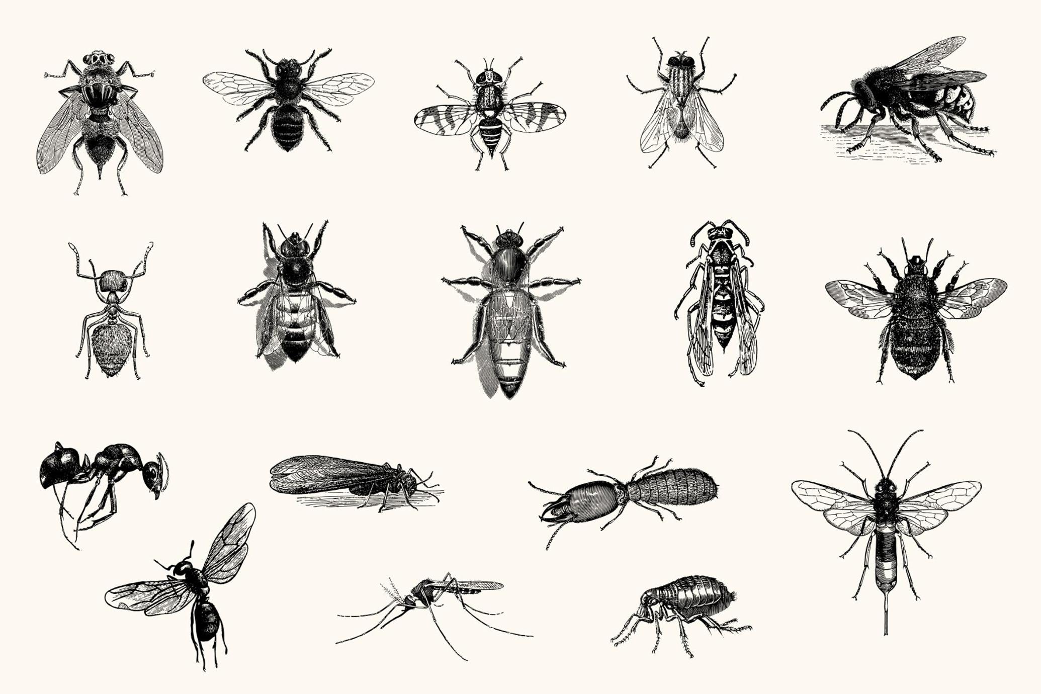Insects – Vintage Engraving Illustrations