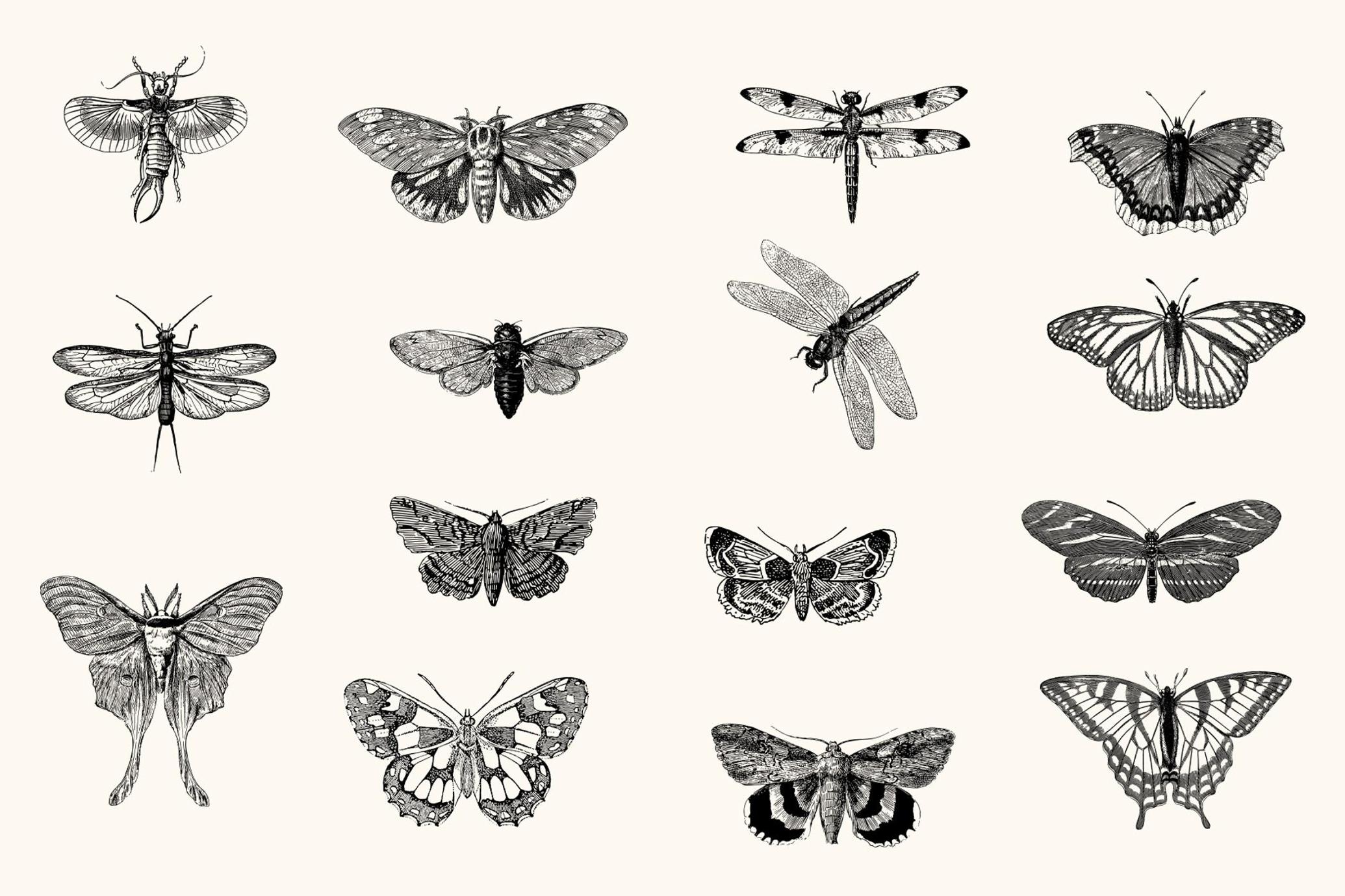 Insects – Vintage Engraving Illustrations