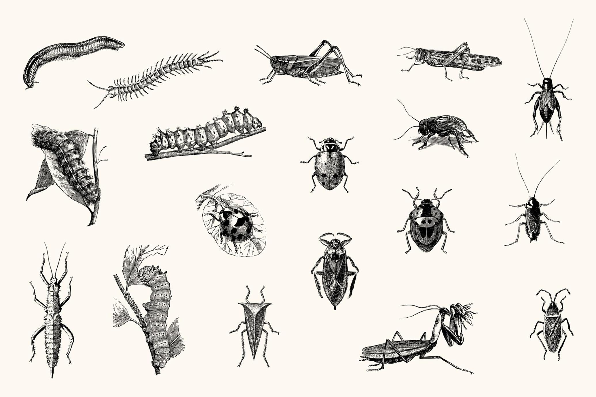 Insects – Vintage Engraving Illustrations
