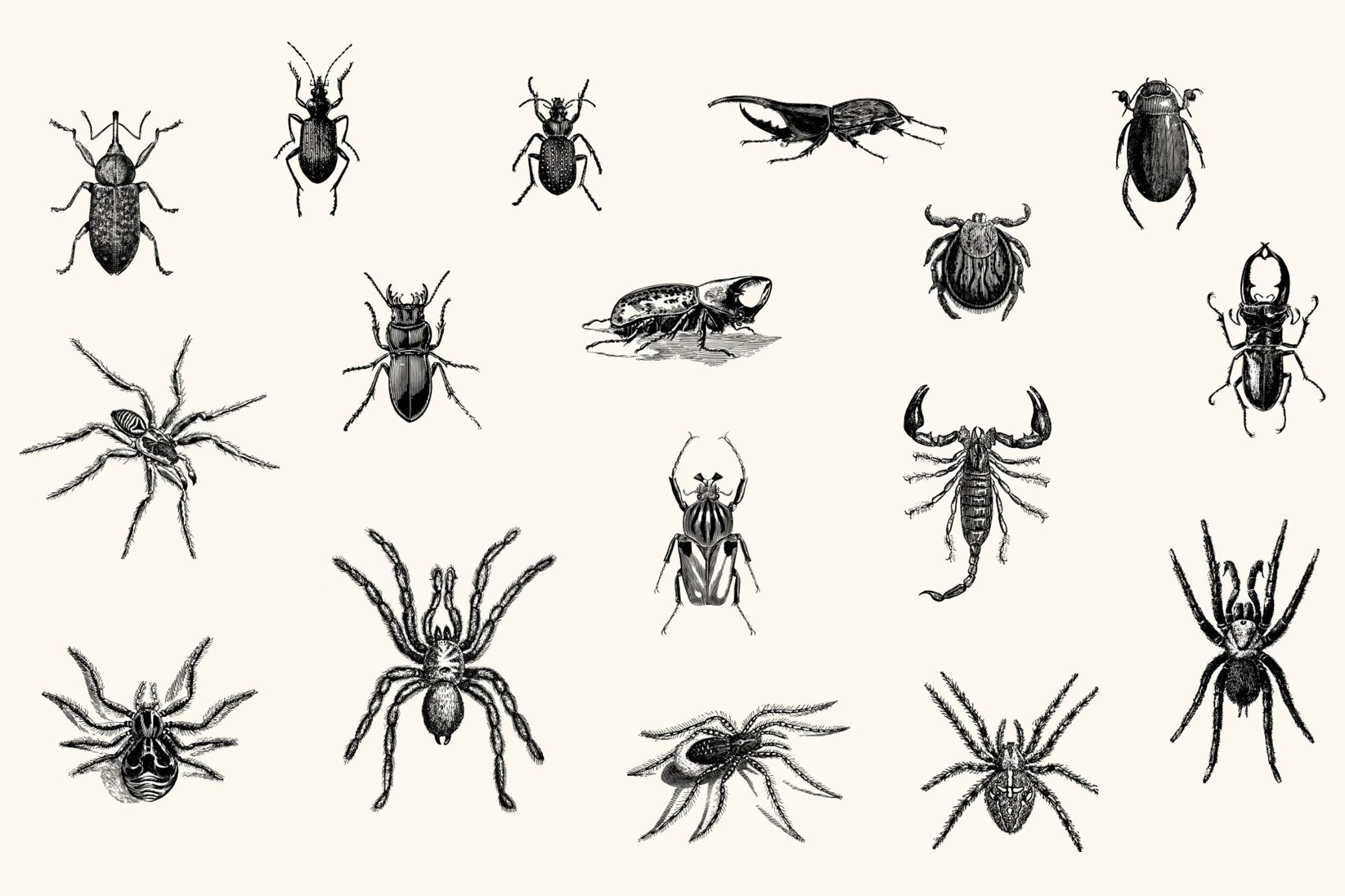 Insects – Vintage Engraving Illustrations