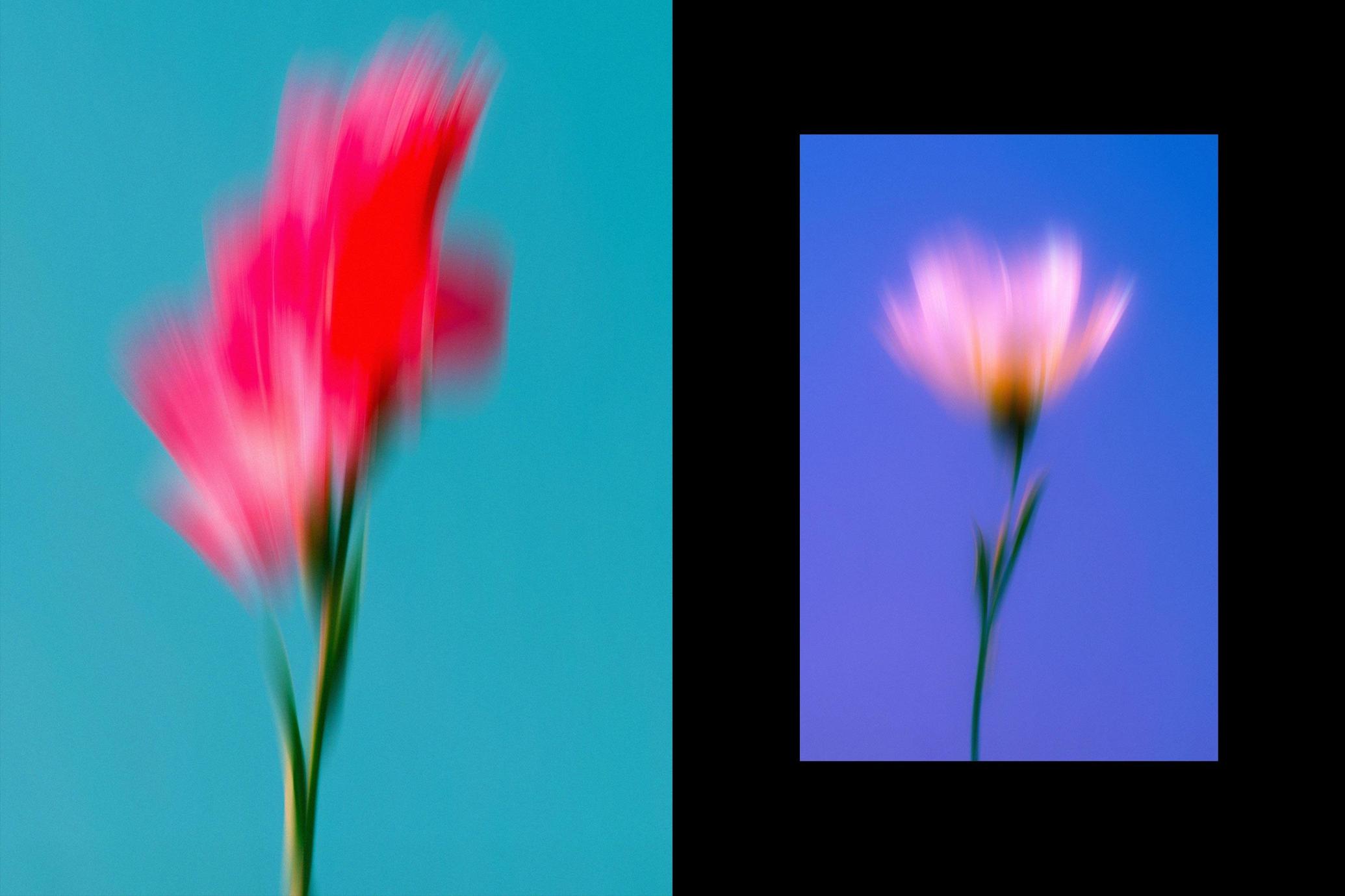 Dream Haze Flower Posters