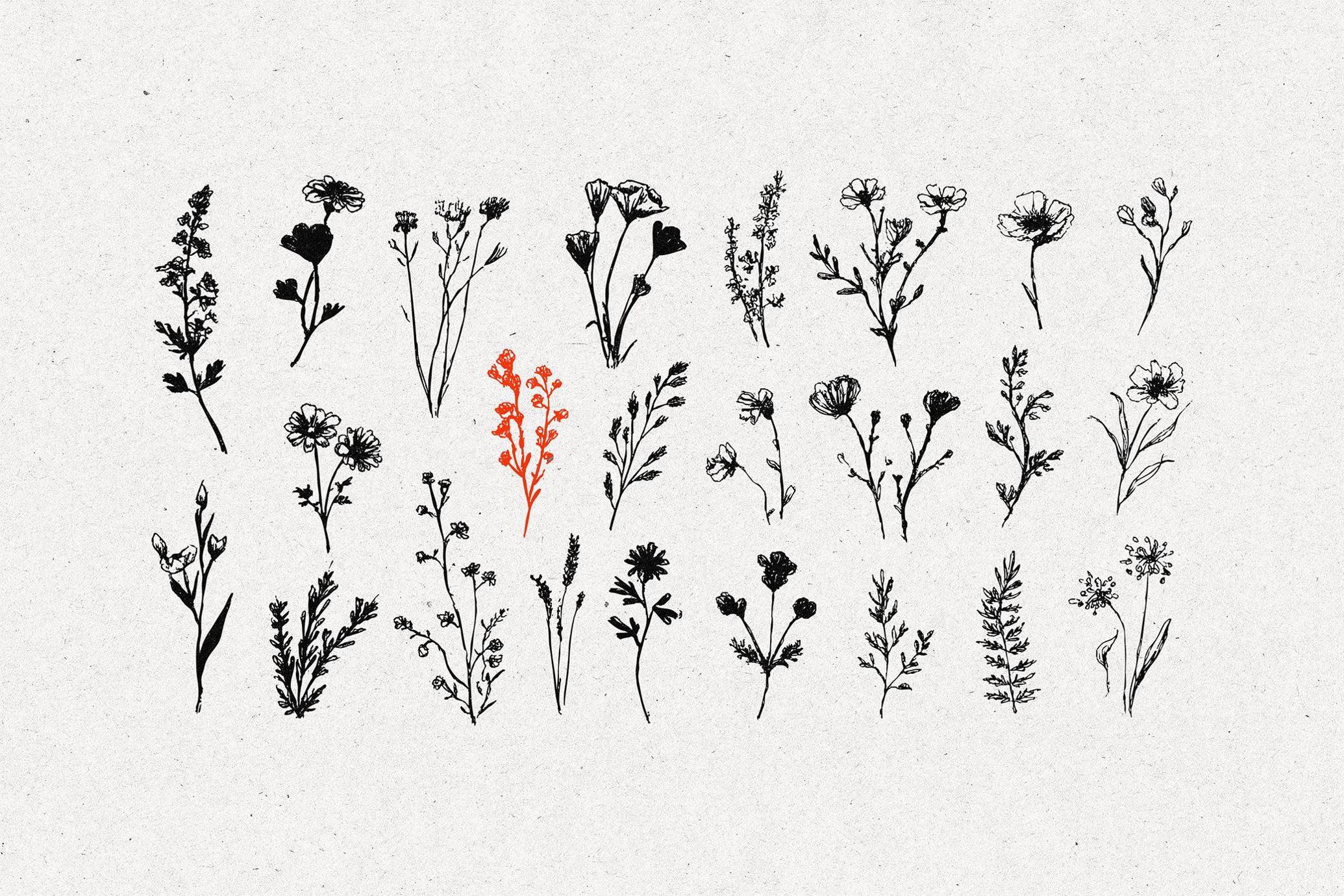 Wild Plants Graphic Set