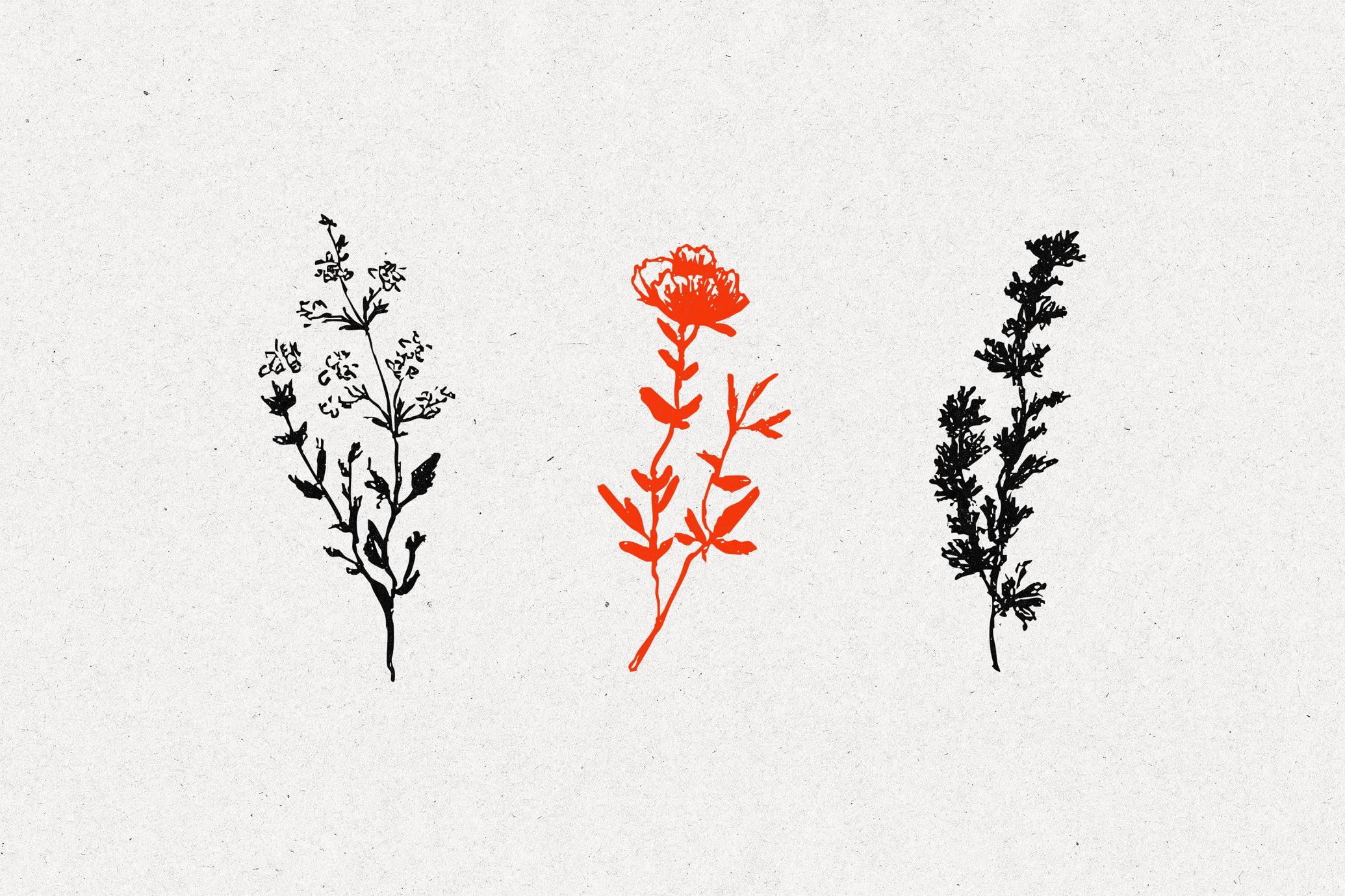 Wild Plants Graphic Set