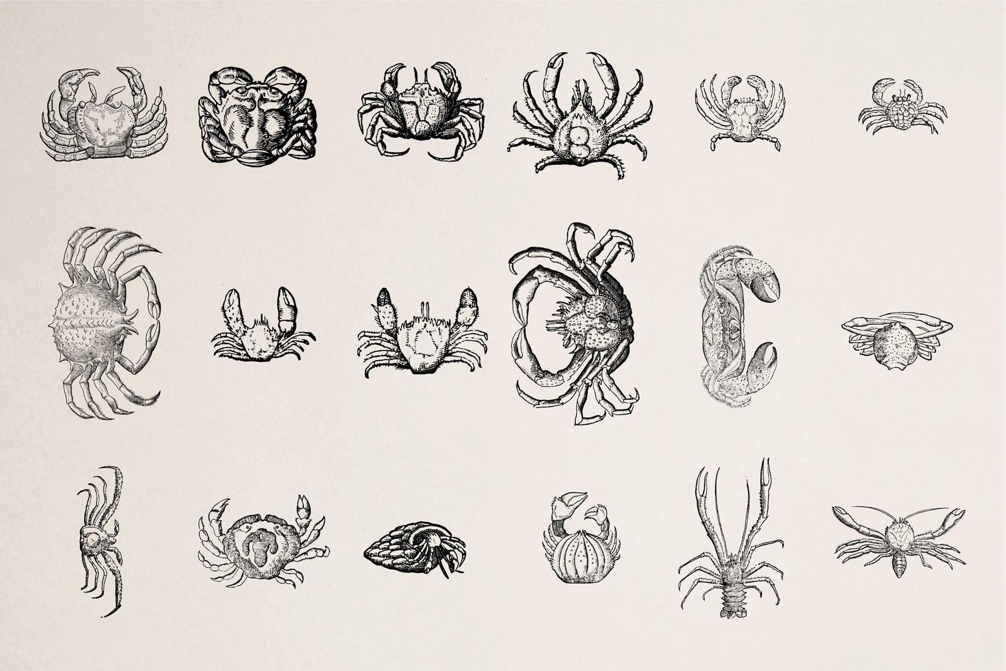 Creatures of the Reef
