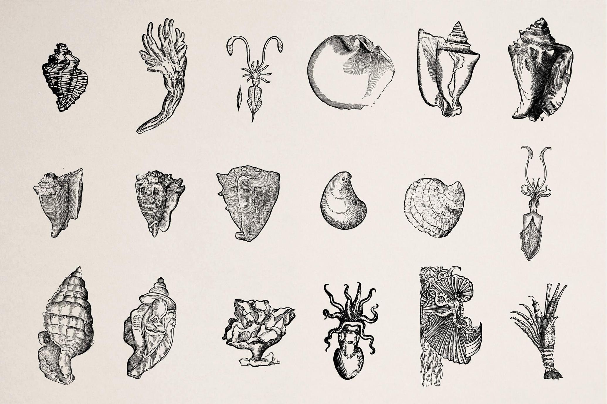 Creatures of the Reef