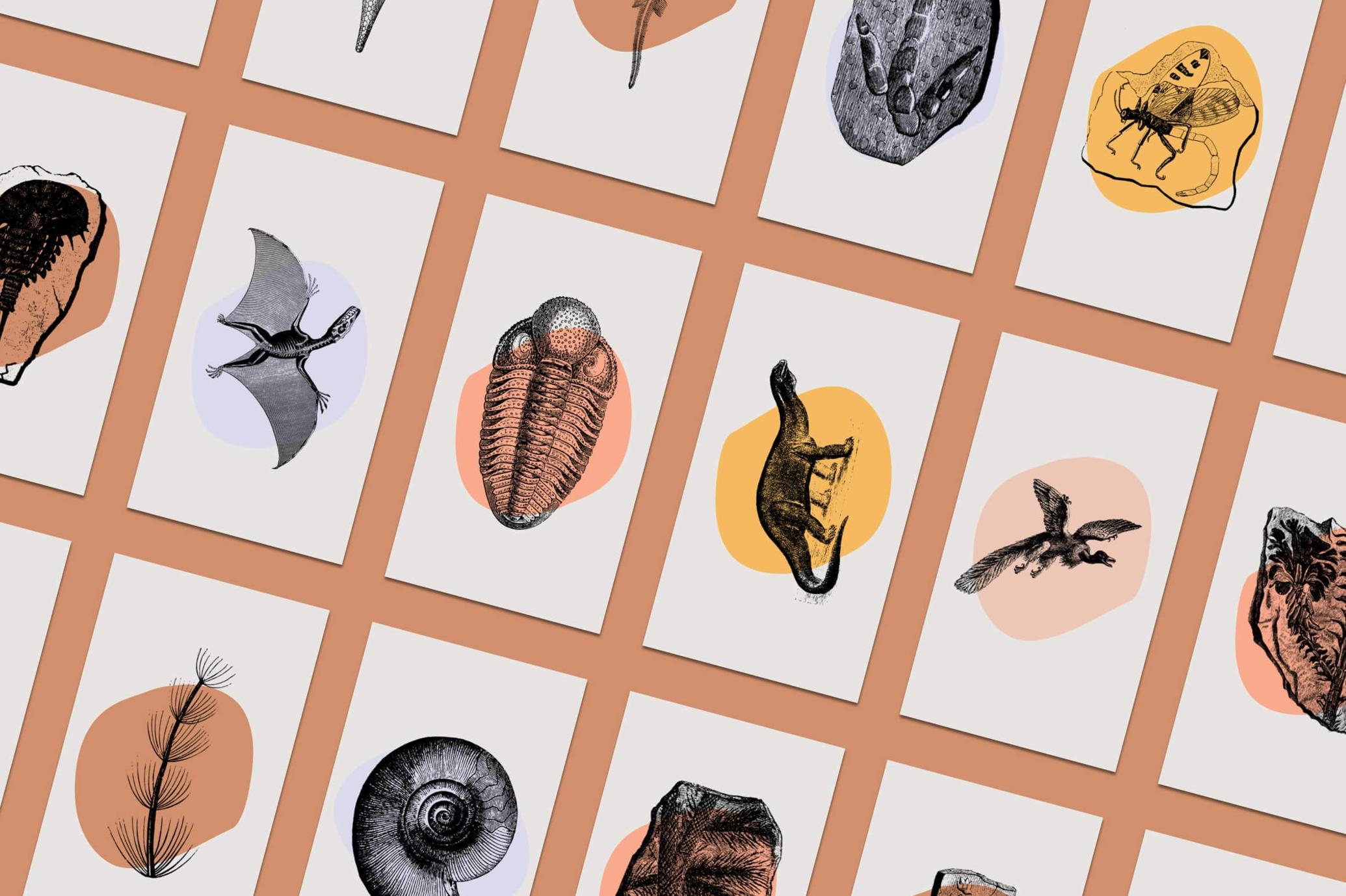 Dinosaurs and Fossils