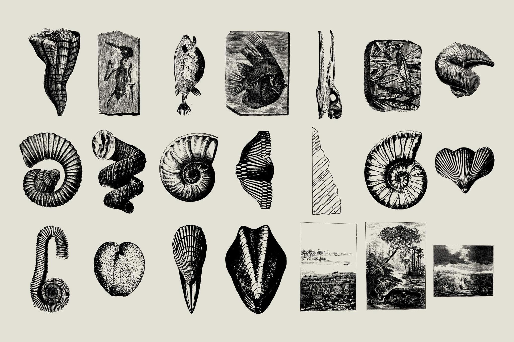 Dinosaurs and Fossils
