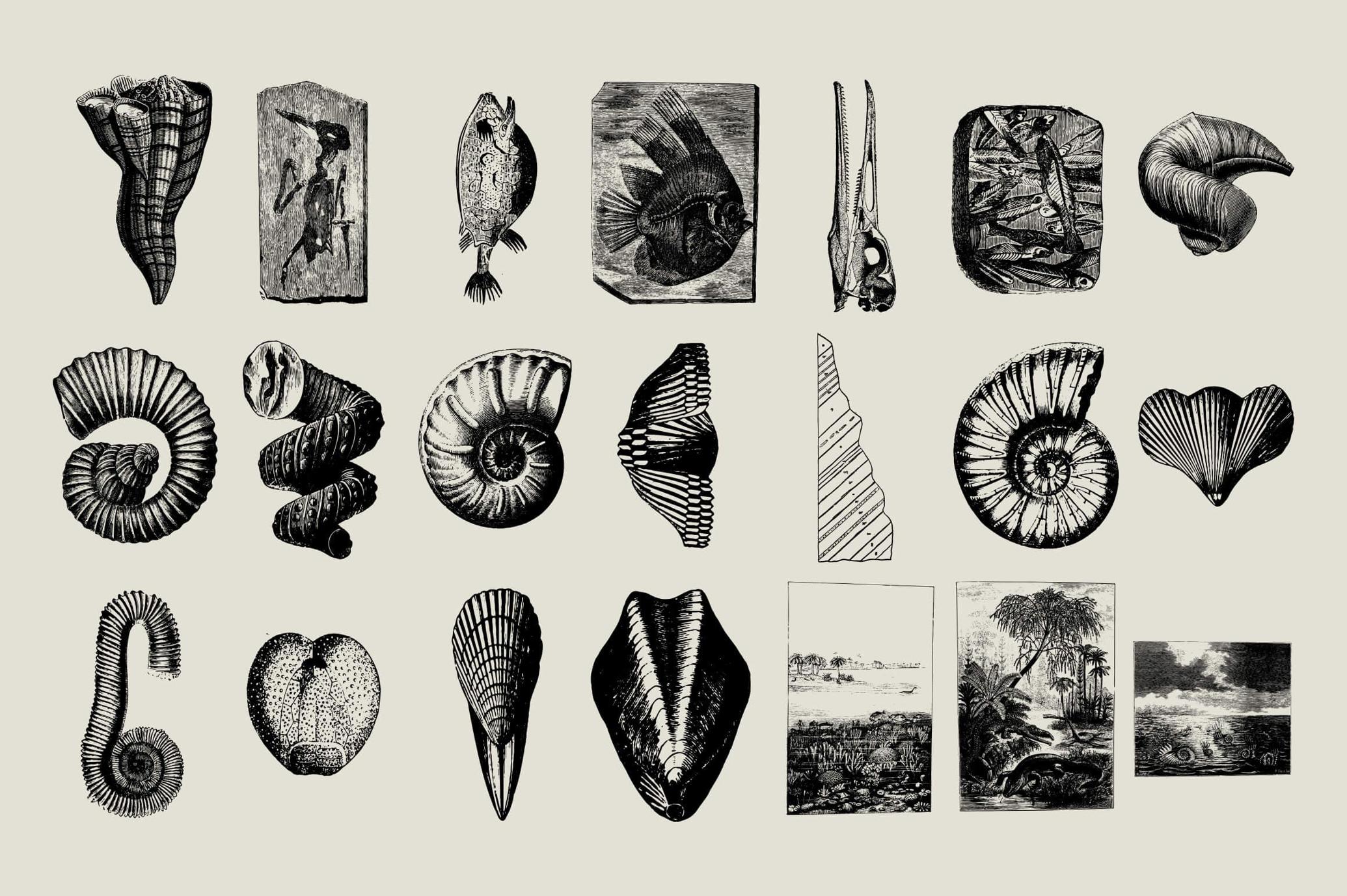 Dinosaurs and Fossils