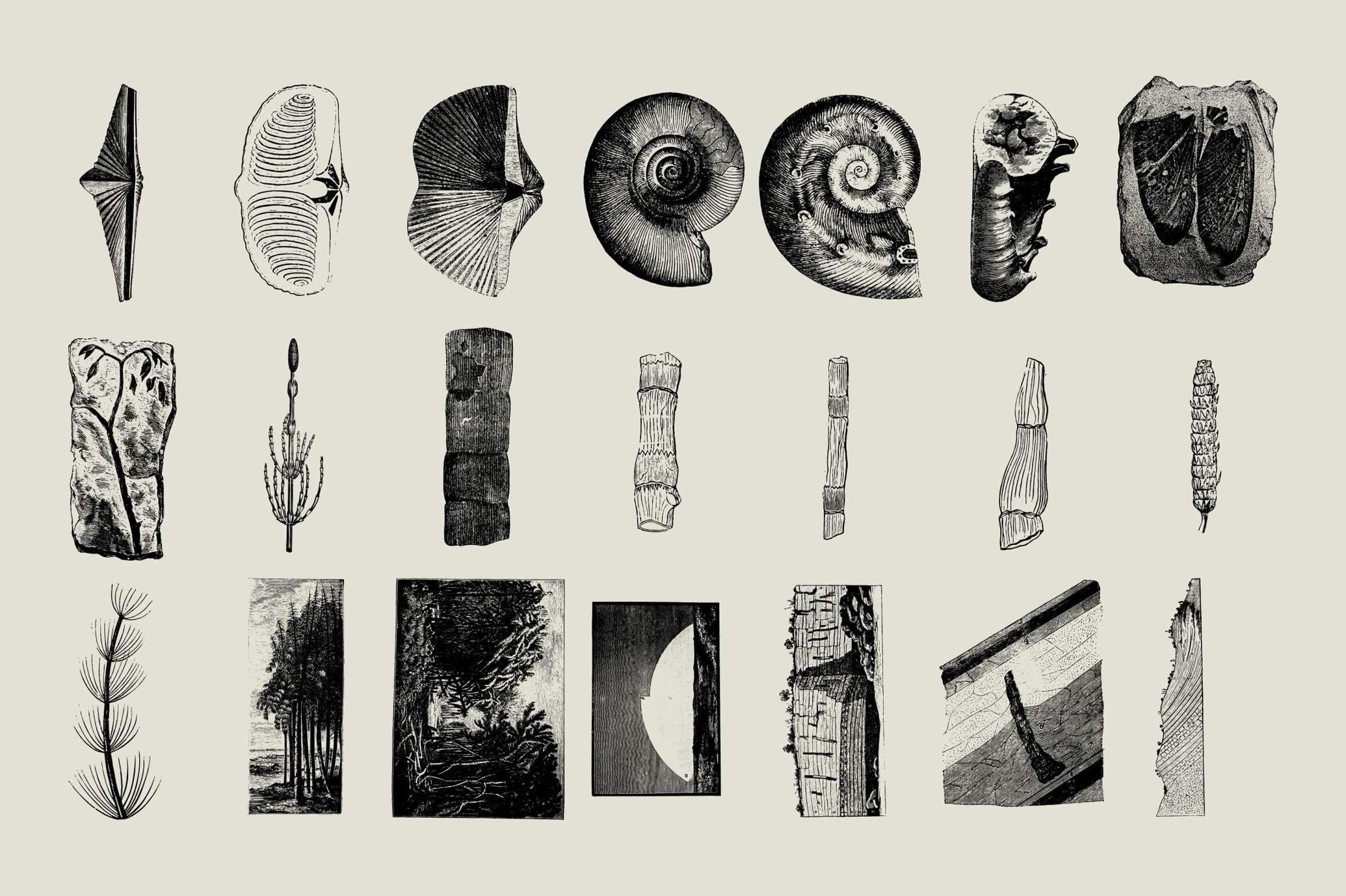 Dinosaurs and Fossils